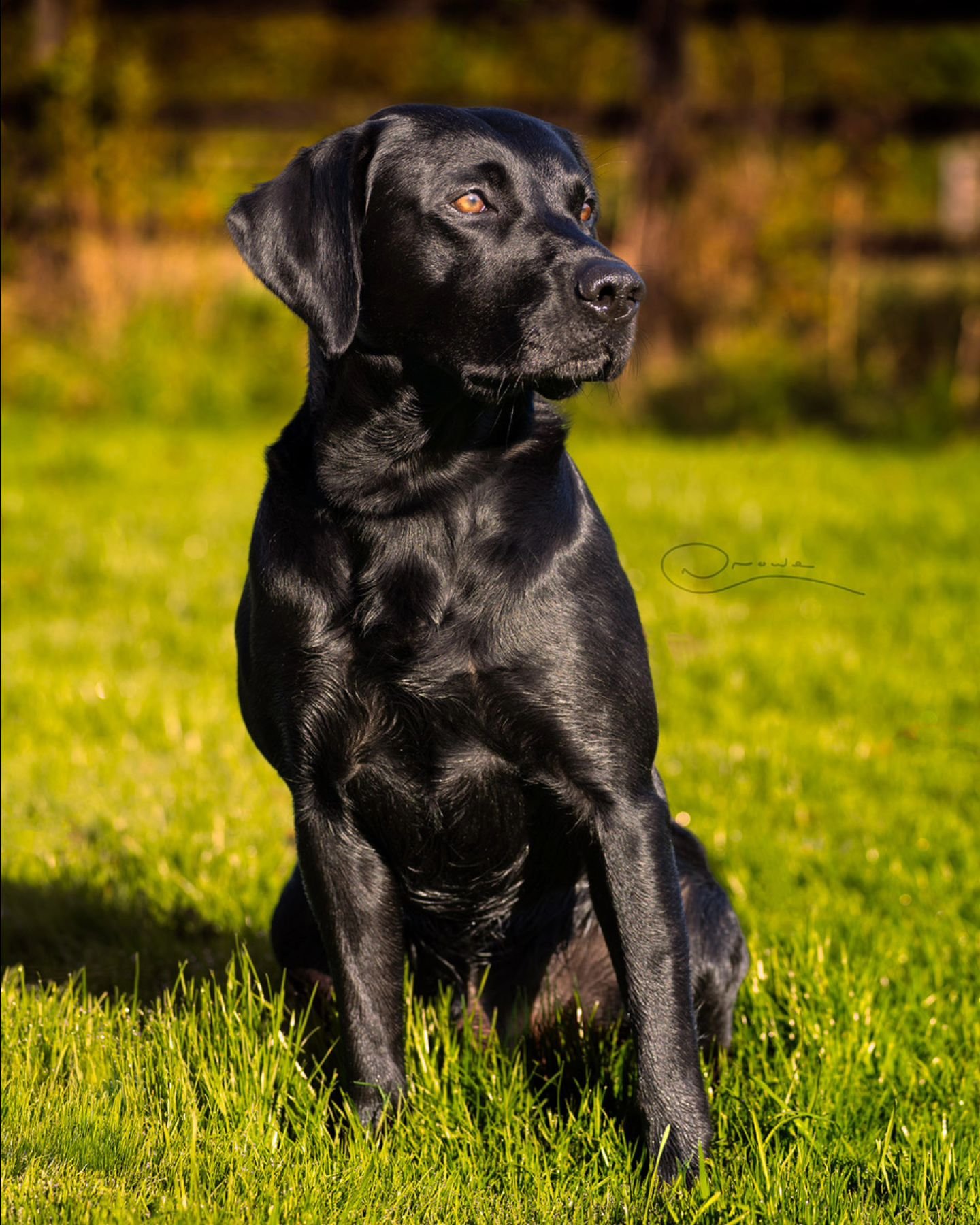 I'm looking for models! If you have a dog and you live in the Oxfordshire/Buckinghamshire area, then I'd love to hear from you. All I require is an hour of your time with your dog. it can be on or off lead but preferably with a collar on instead of a