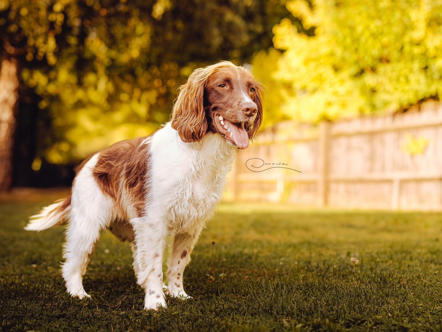 a couple of shoots in the books for next week and some website updates
www.crowephotography.co.uk
#photography #petphotography #dogphotography #sonyalpha #sonyphotography @sonyalpha