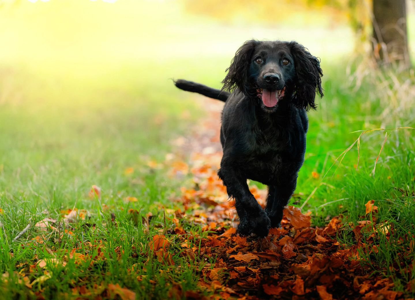 Zebi enjoying a fresh autumn morning!
#photography #petphotography #dogphotography #sonyalpha #sonyphotography #sonygmaster @sonyalpha #spaniel #cockerspaniel #autumn #dogs #workingdog #Oxfordshire #Buckinghamshire
