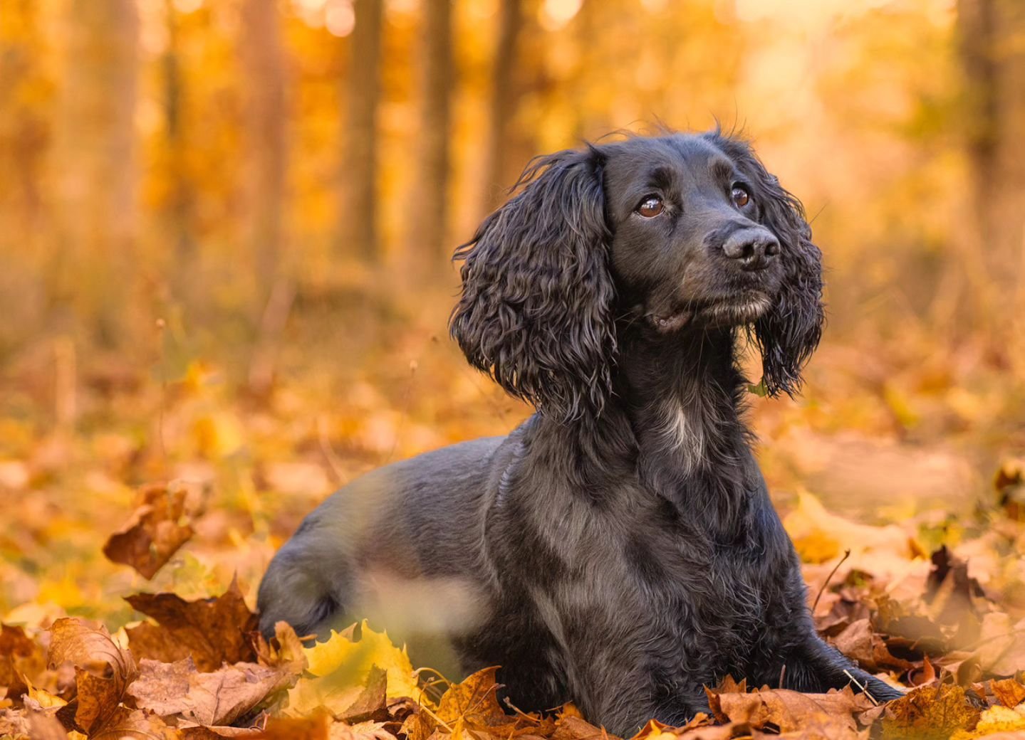 I bet you can't guess what Zebi is staring at.
#photography #petphotography #dogphotography #sonyalpha #sonyphotography @sonyalpha #spaniel #cockerspaniel #workingdog #workingdogs #autumn #Buckinghamshire