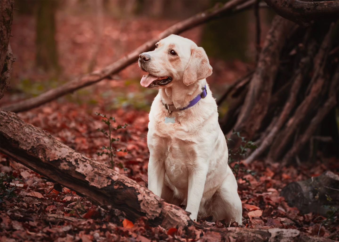 Mango is a big fan of sticks, but this one got the best of her!
#photography #petphotography #dogphotography #sonyalpha #sonyphotography @sonyalpha #labrador #goldenlab #labradorretriever #workingdogs #autumn #chilterns #Oxfordshire