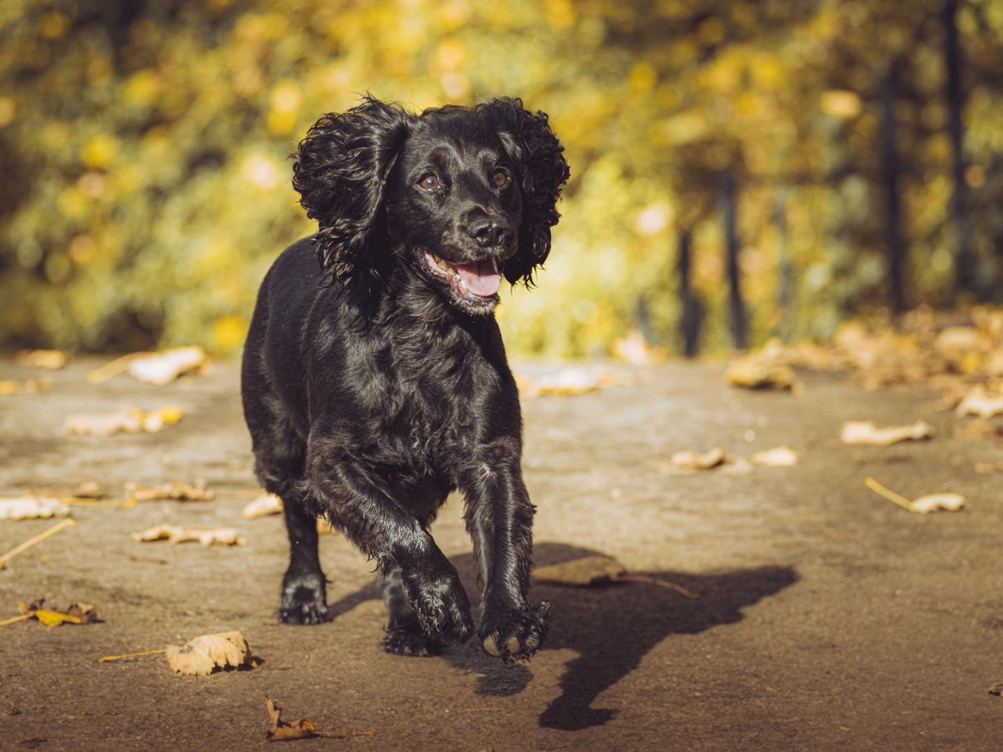 I love spaniels! The pure excitement over the small things that they love (tennis balls) is one of the most smile inducing things to watch, and Zebi did not disappoint!
why not get in touch, and we can capture your dogs character for you to treasur