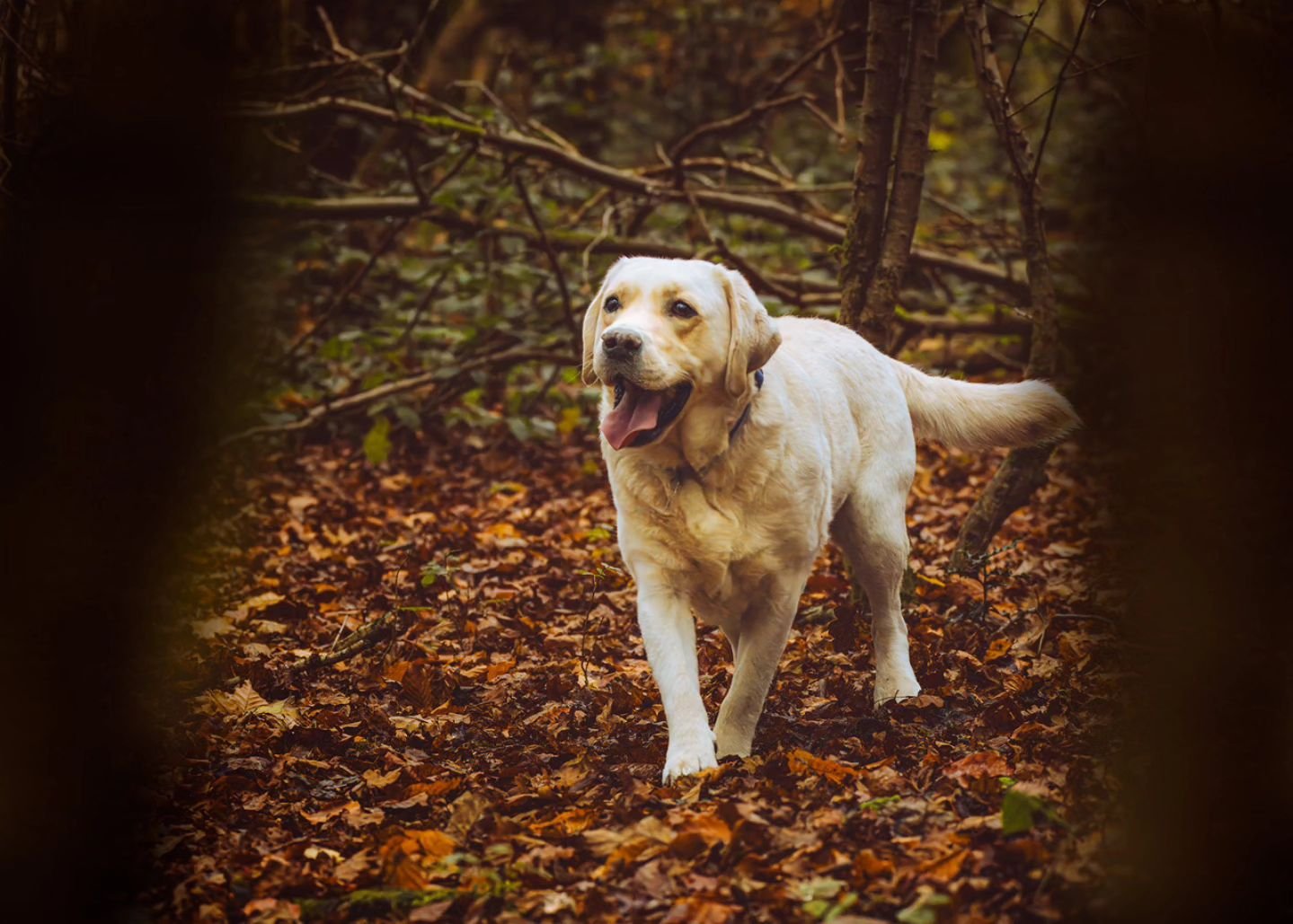 Golden Labs. One of the most popular dog breeds, and for good reason! 😍
#photography #petphotography #dogphotography #sonyalpha #sonyphotography @sonyalpha #labradorretriever #goldenlab #goldenlabrador
#retriever #countrylife #dogs #dogsofinstagram