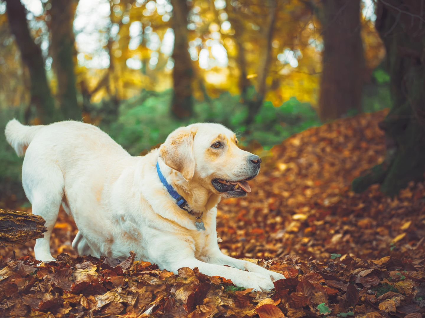 who doesn't love a play bow!
#photography #petphotography #dogphotography #sonyalpha #sonyphotography @sonyalpha #labradorretriever #labrador #goldenlabrador #autumn #woodland