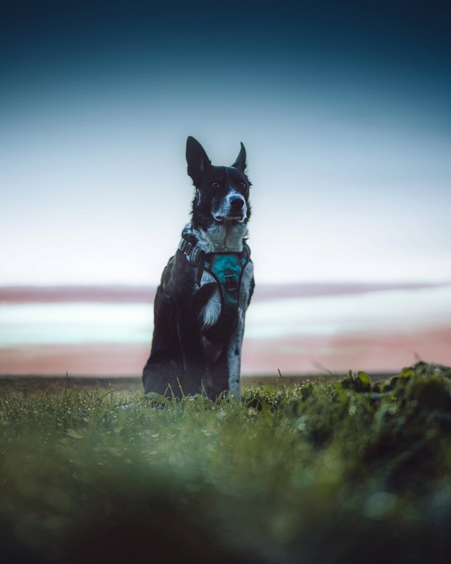 the mist and sunset was perfect for a few shots of my two. great evening walk!
#photography #petphotography #dogphotography #sonyalpha #sonyphotography @sonyalpha #bordercollie #springerspaniel #spaniel #sunset #countrylife