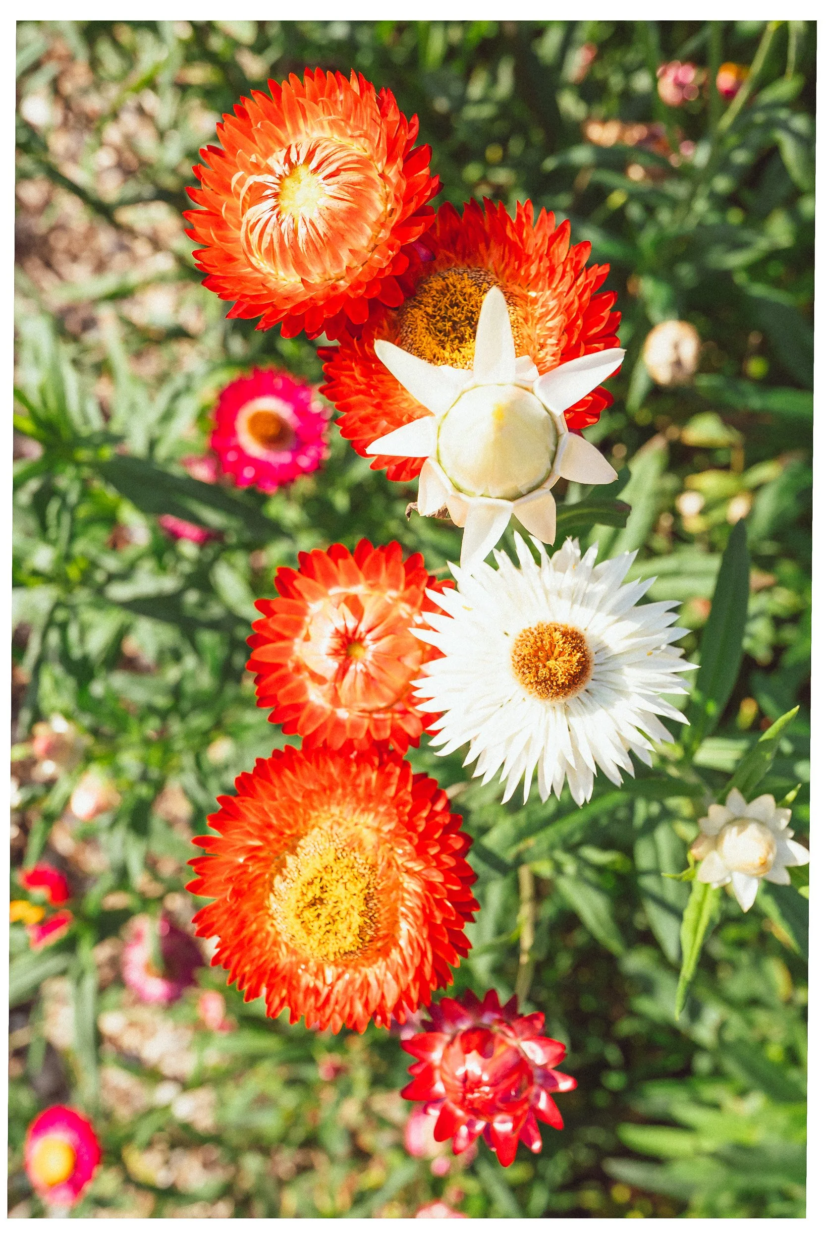 Documentaire foto van evenement in Den Bosch, gefotografeerd door Jan Gradje Vollebergh