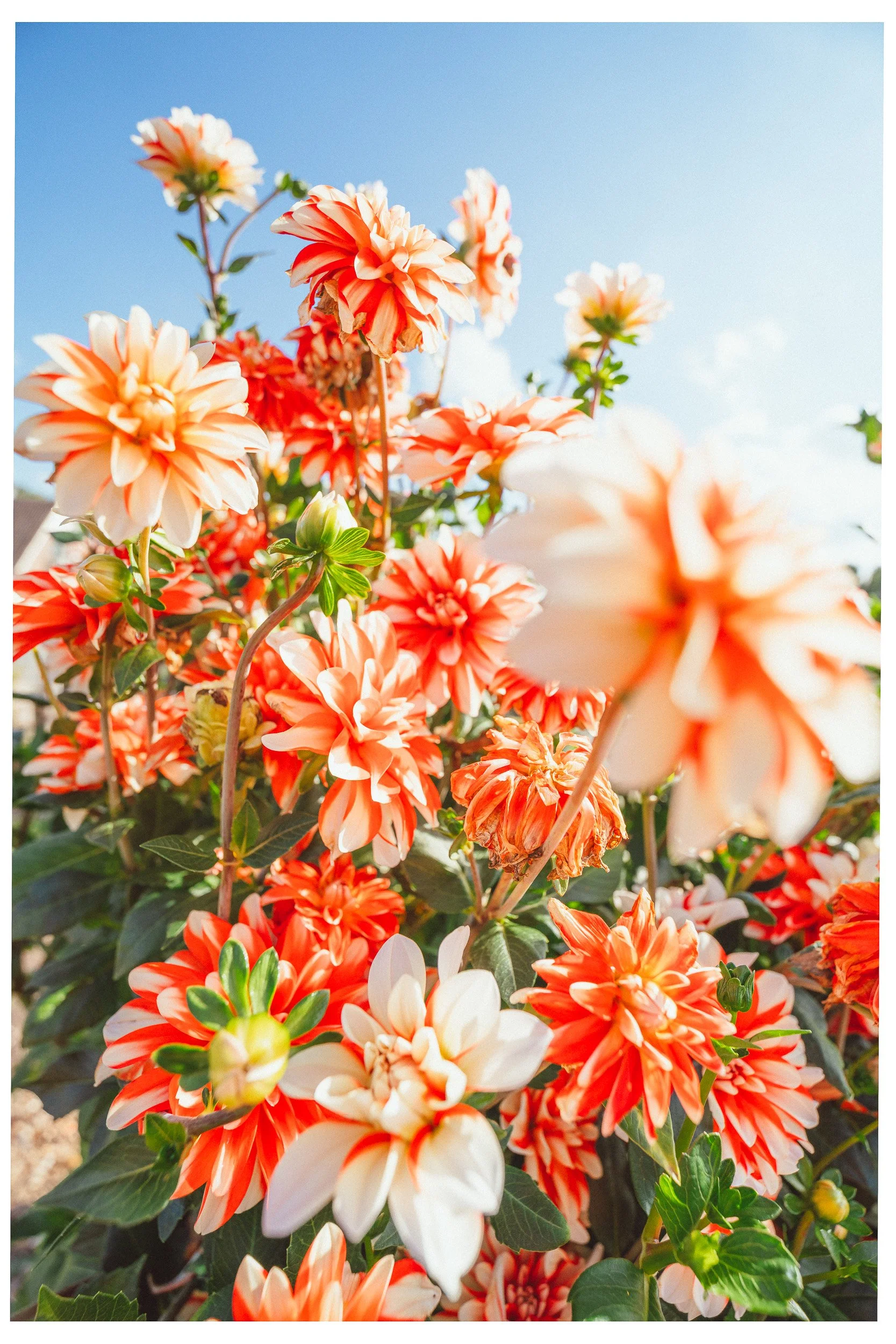 Documentaire foto van evenement in Den Bosch, gefotografeerd door Jan Gradje Vollebergh