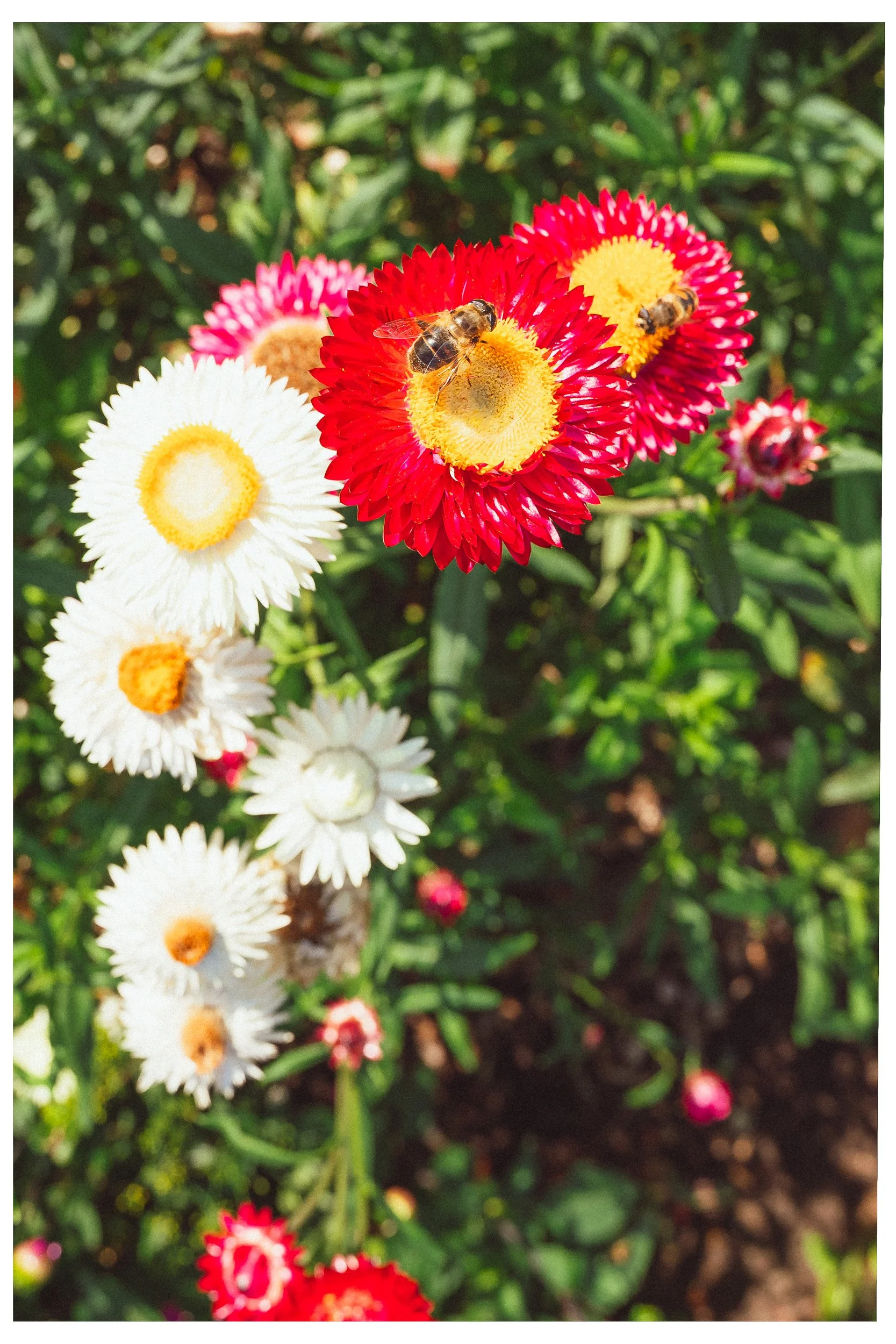 Documentaire foto van evenement in Den Bosch, gefotografeerd door Jan Gradje Vollebergh