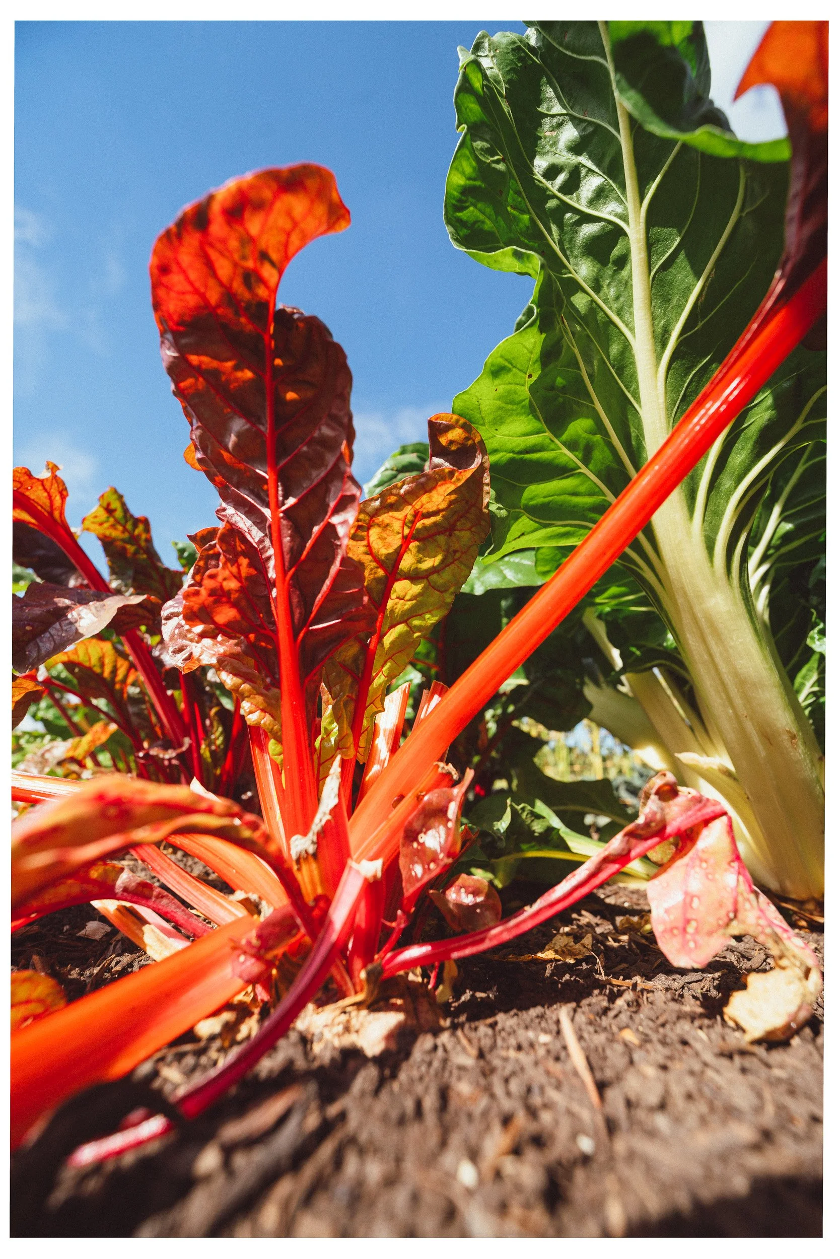 Documentaire foto van evenement in Den Bosch, gefotografeerd door Jan Gradje Vollebergh