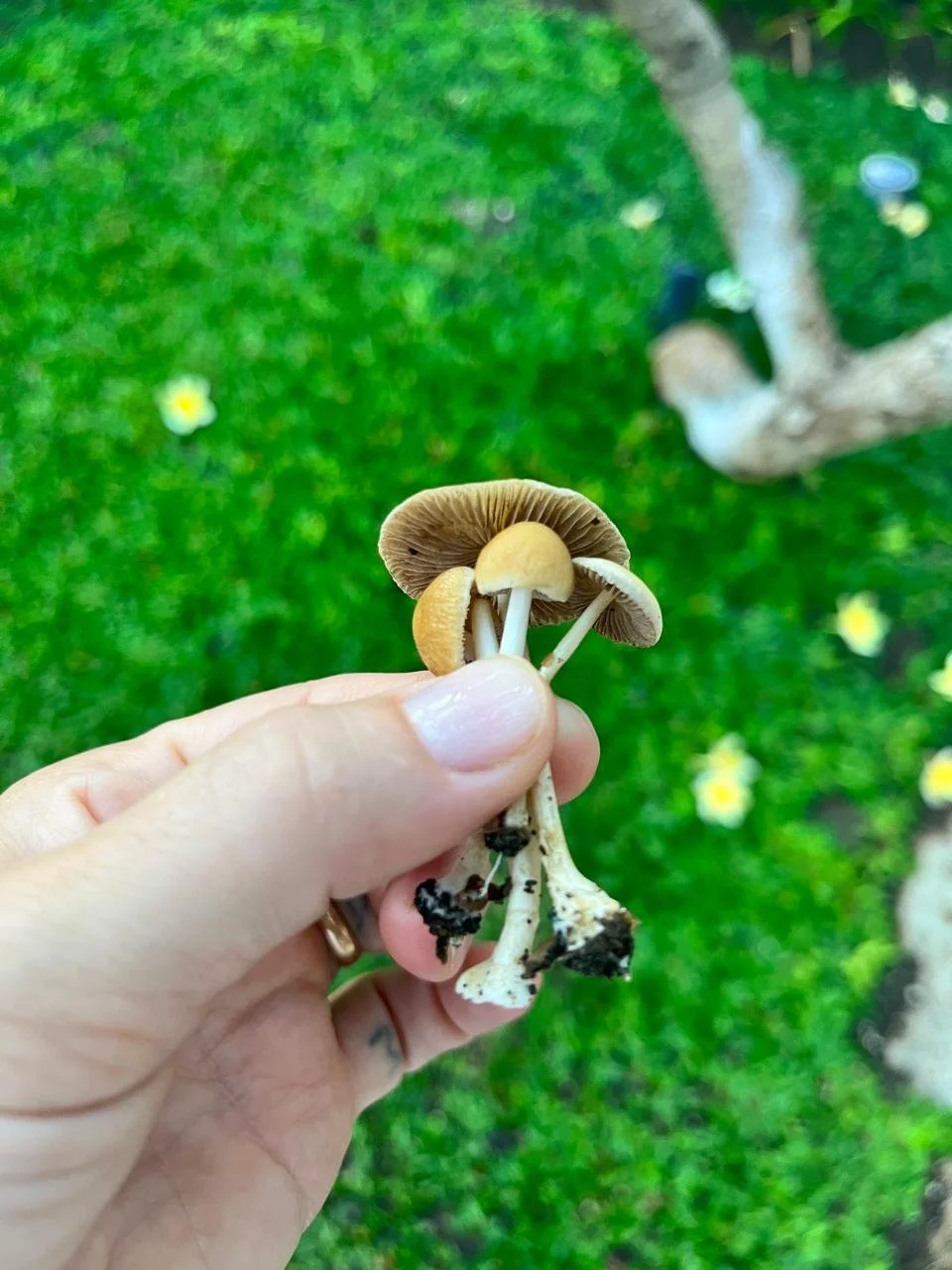 The Hidden World of Mushrooms: Nature’s Underground Network