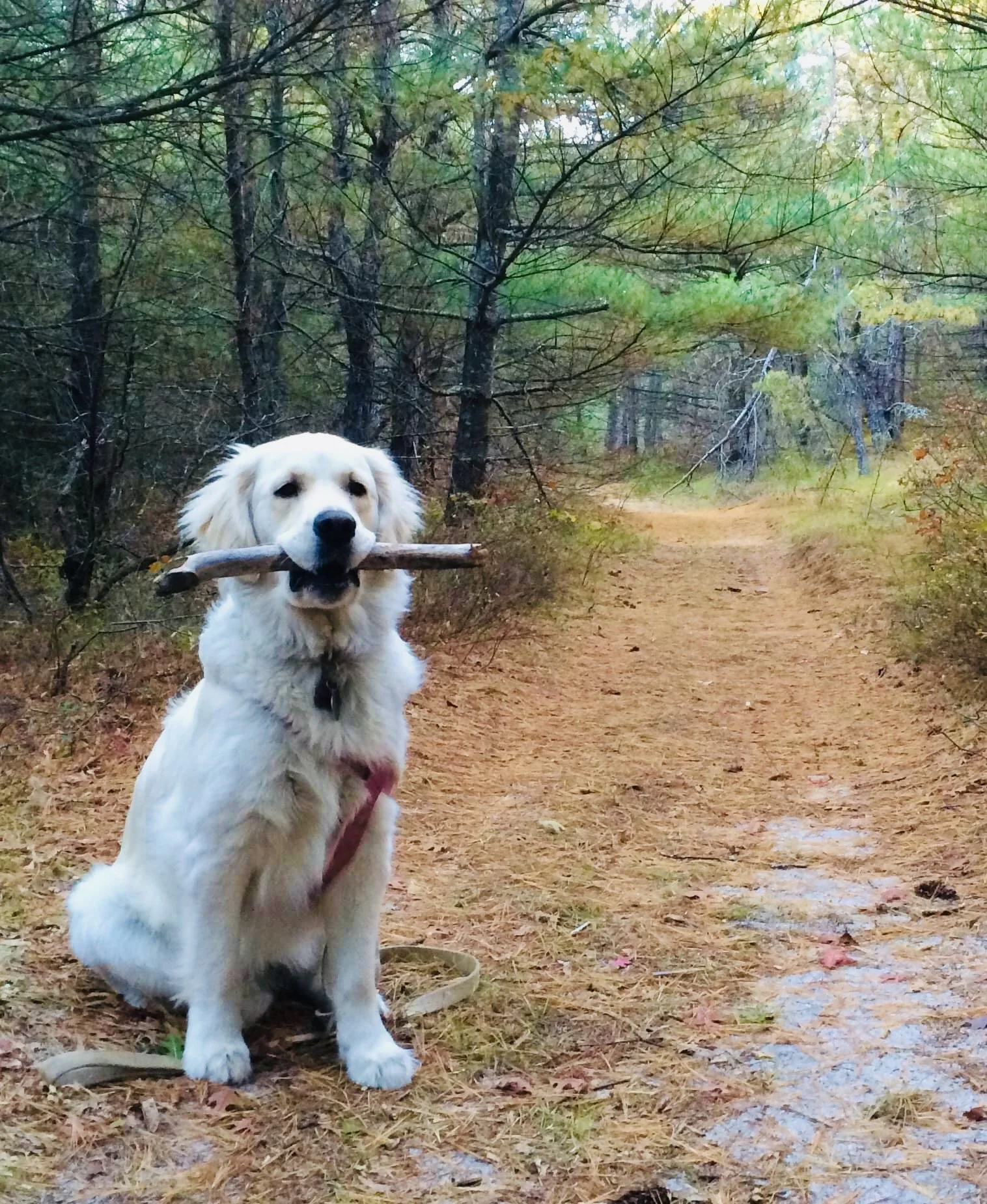 Orvis-Backed Golden Retriever Lifetime Study Celebrates 12 Years