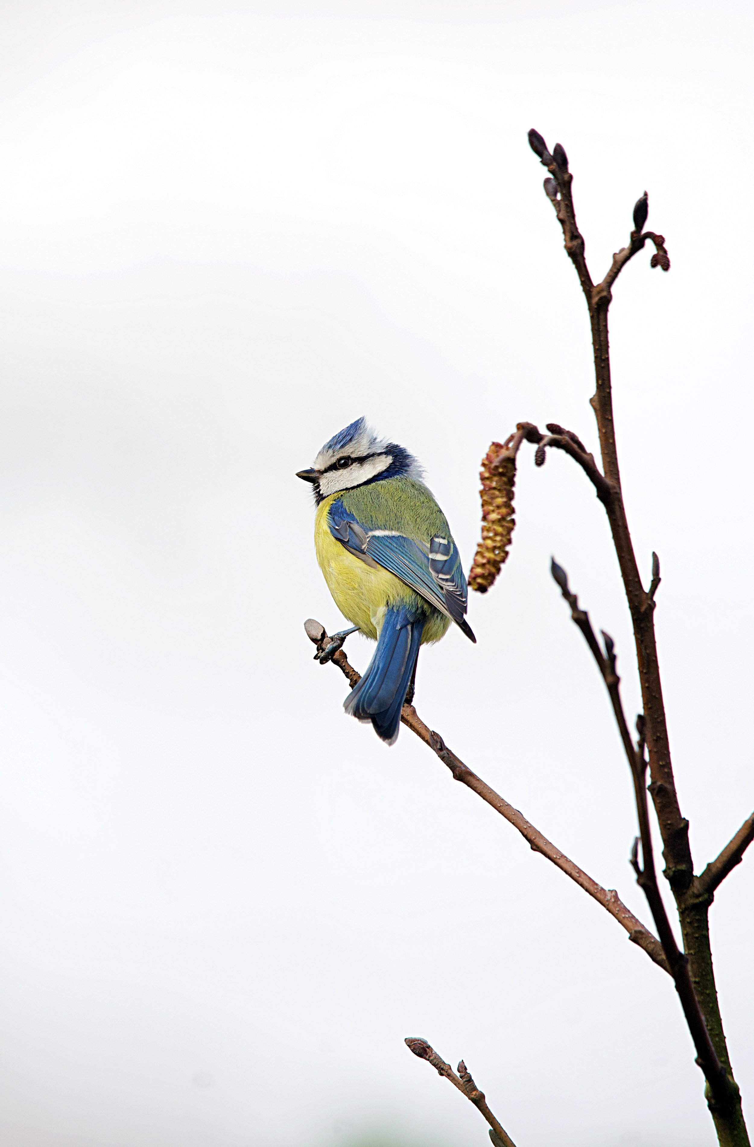 A blue and yellow bird perched on a thin branch against a white sky, with a caterpillar hanging from the branch nearby.