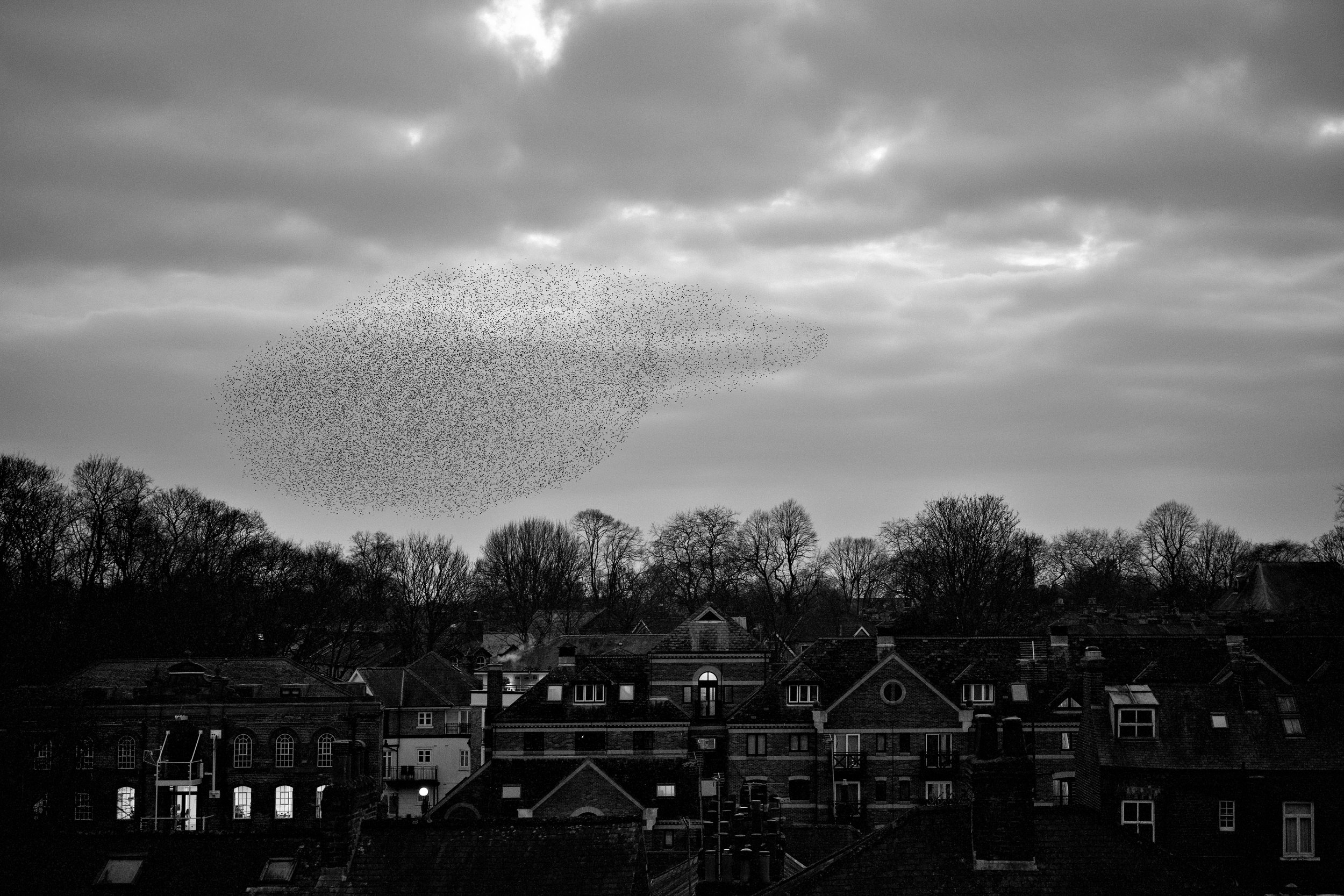 Black and white photograph of a town with a large flock of birds flying in a dense formation in the cloudy sky above the rooftops and leafless trees.