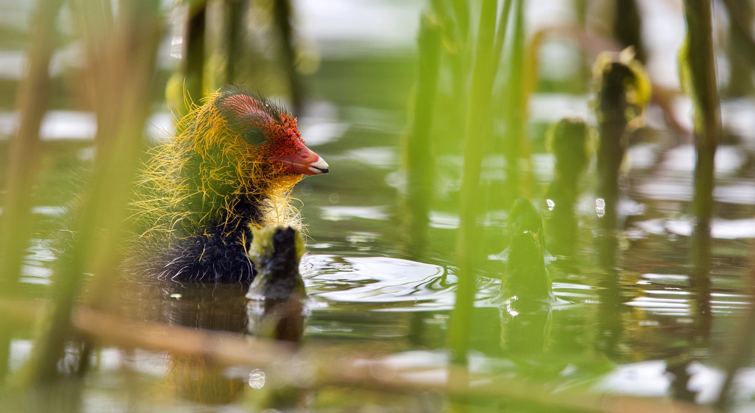 A baby bird with colorful, fuzzy feathers sits among green reeds in a water setting.