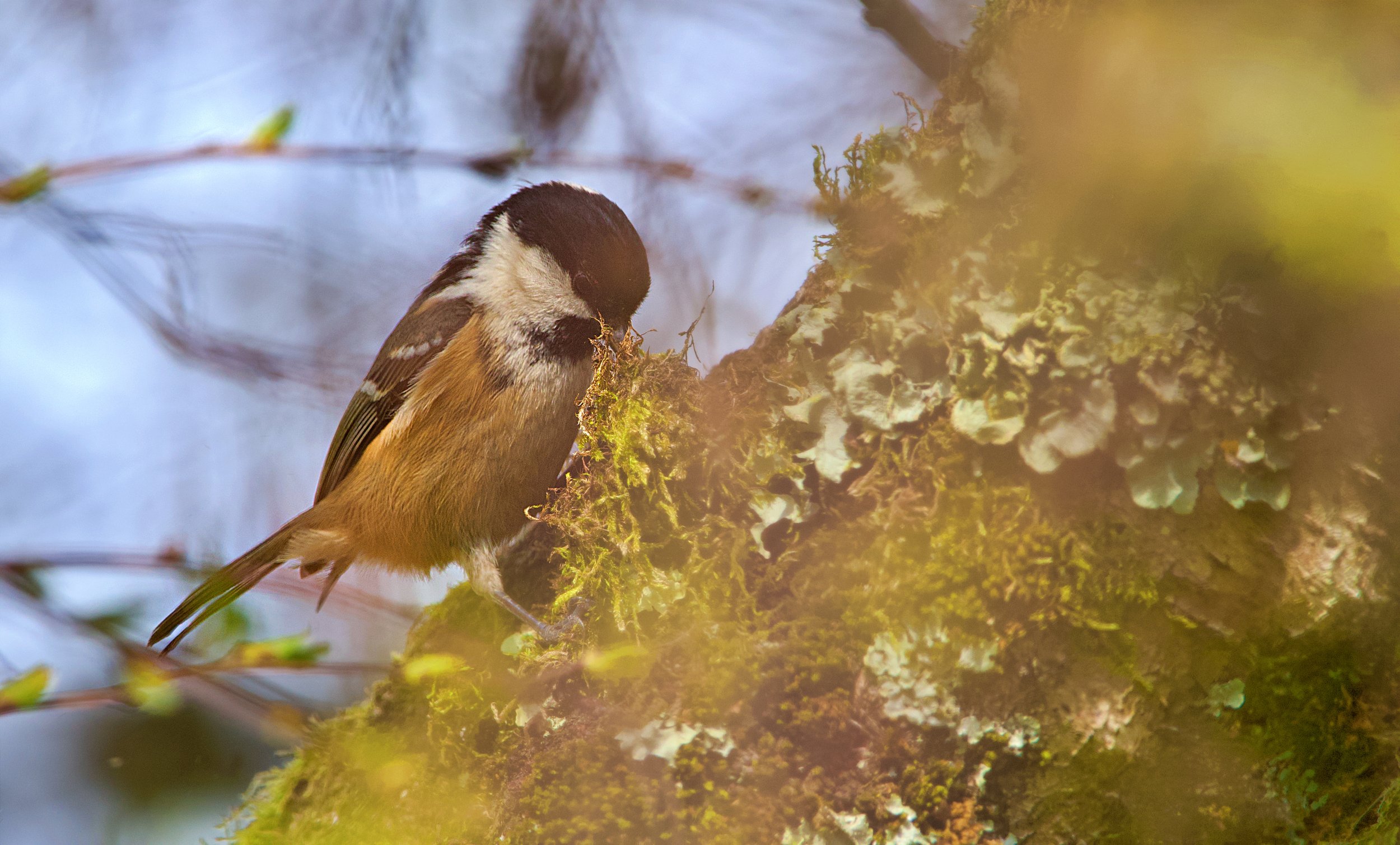 A small bird, likely a chickadee, perched on a moss-covered tree branch with a background of blurry blue sky and tree branches.