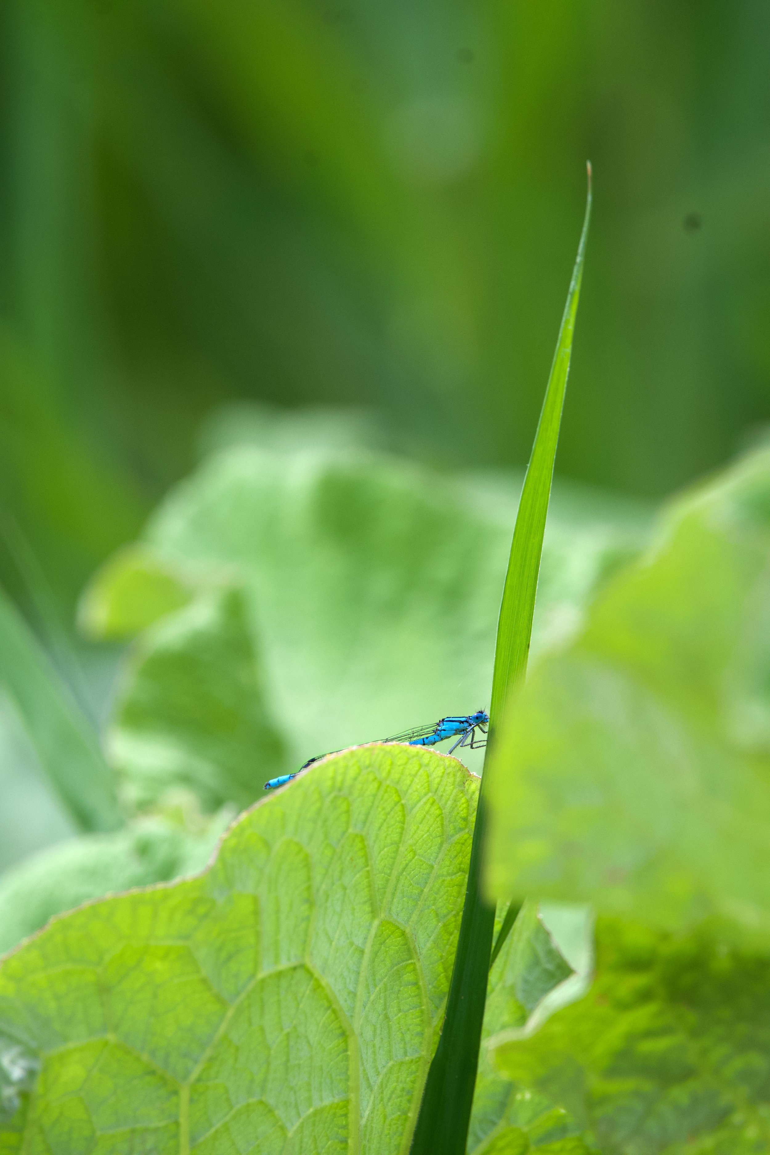 Close-up of a small blue damselfly perched on a green leaf amidst other lush green leaves.