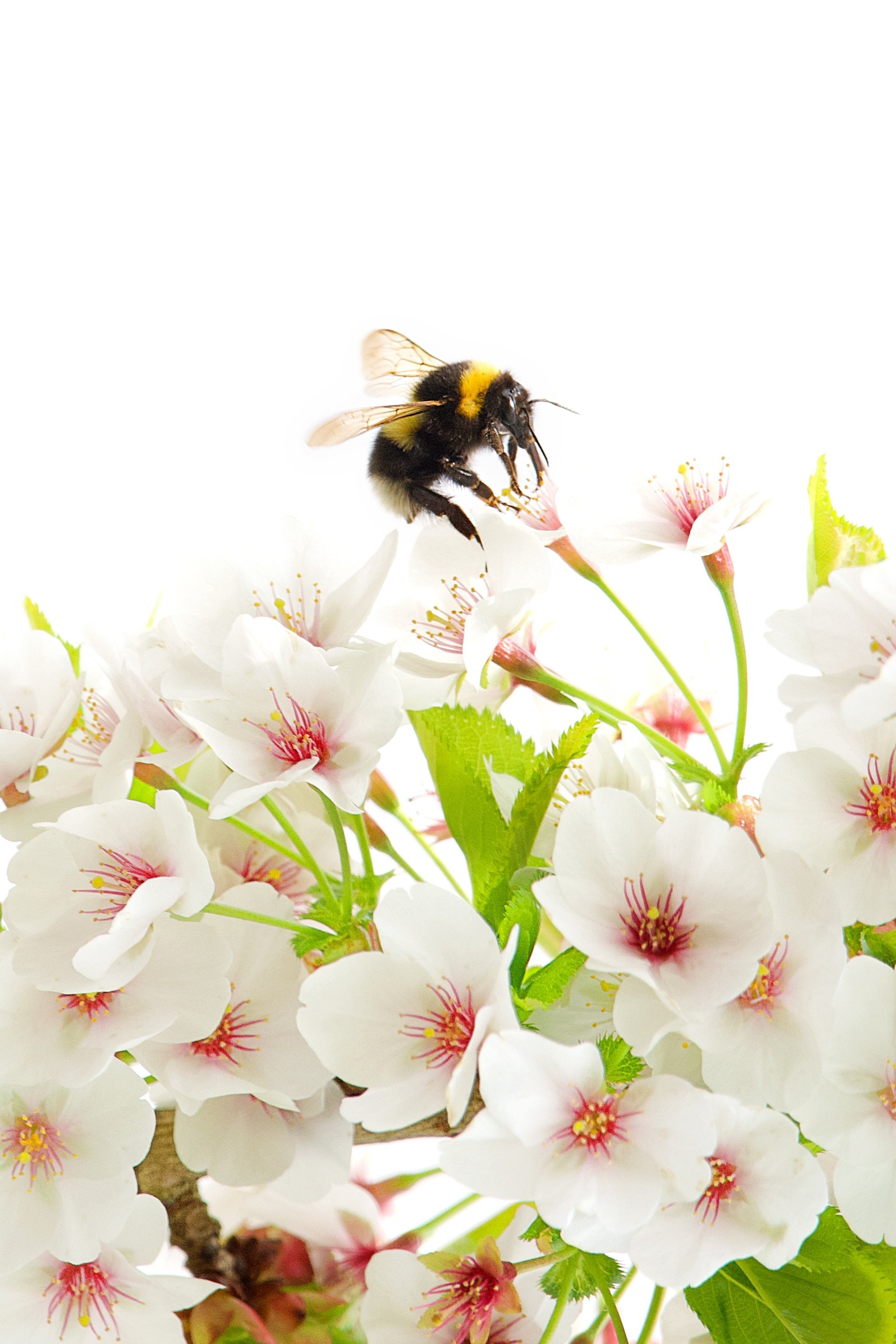 Bee collecting nectar from pink and white cherry blossoms on a branch.