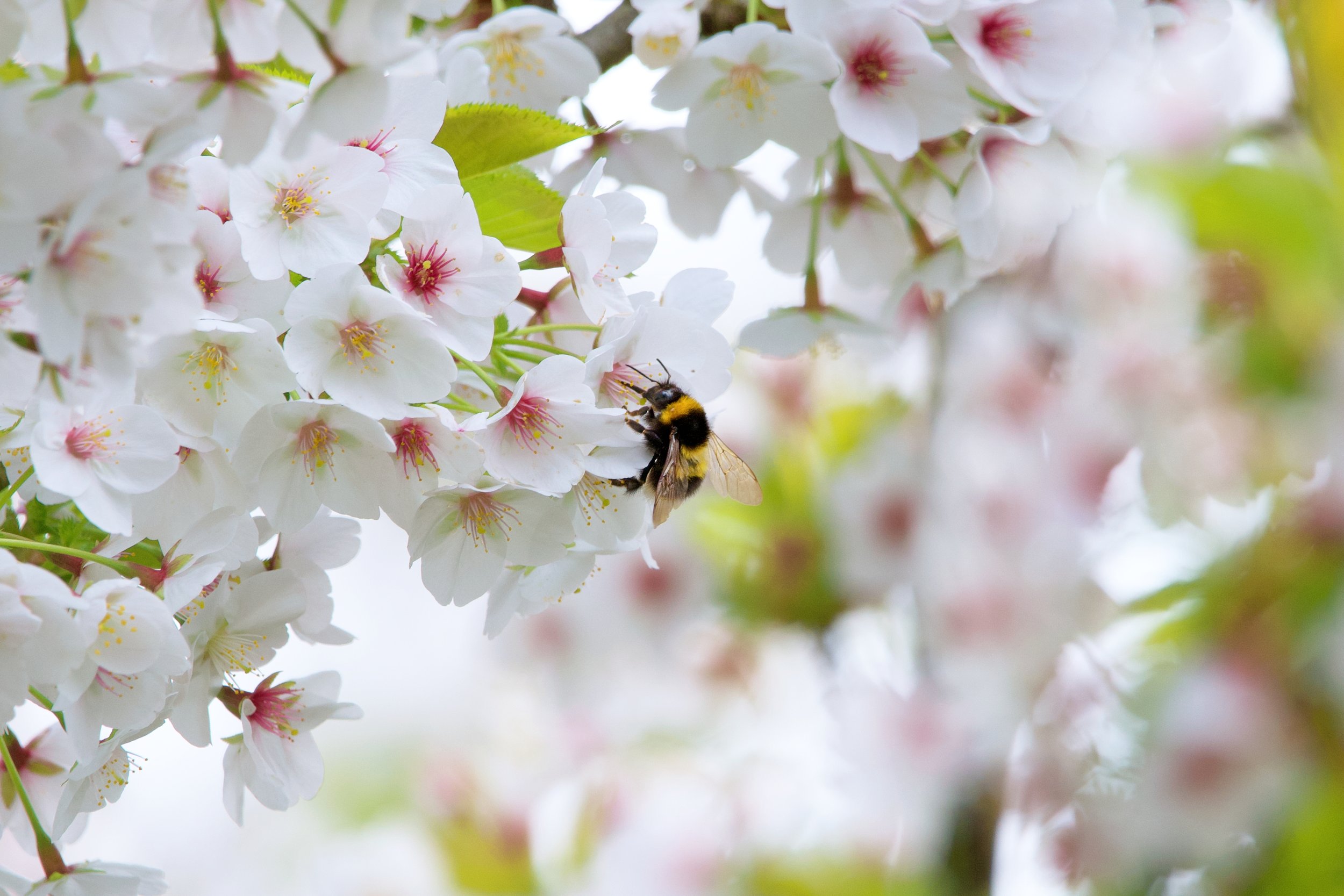 A bee collecting nectar from white cherry blossom flowers.
