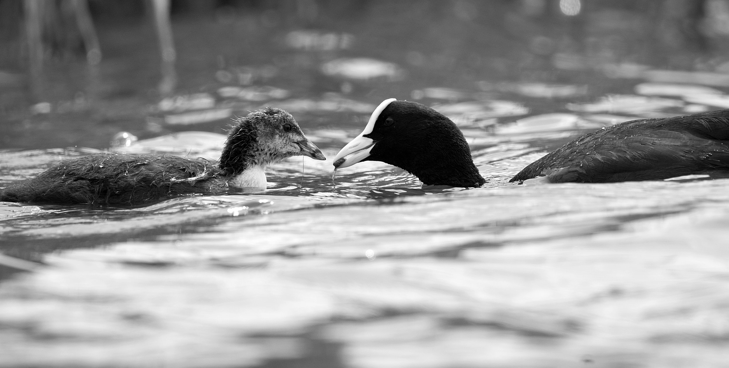 A black and white photo of a bird with a duckling, facing each other in the water, with the duckling looking at the bird's face.