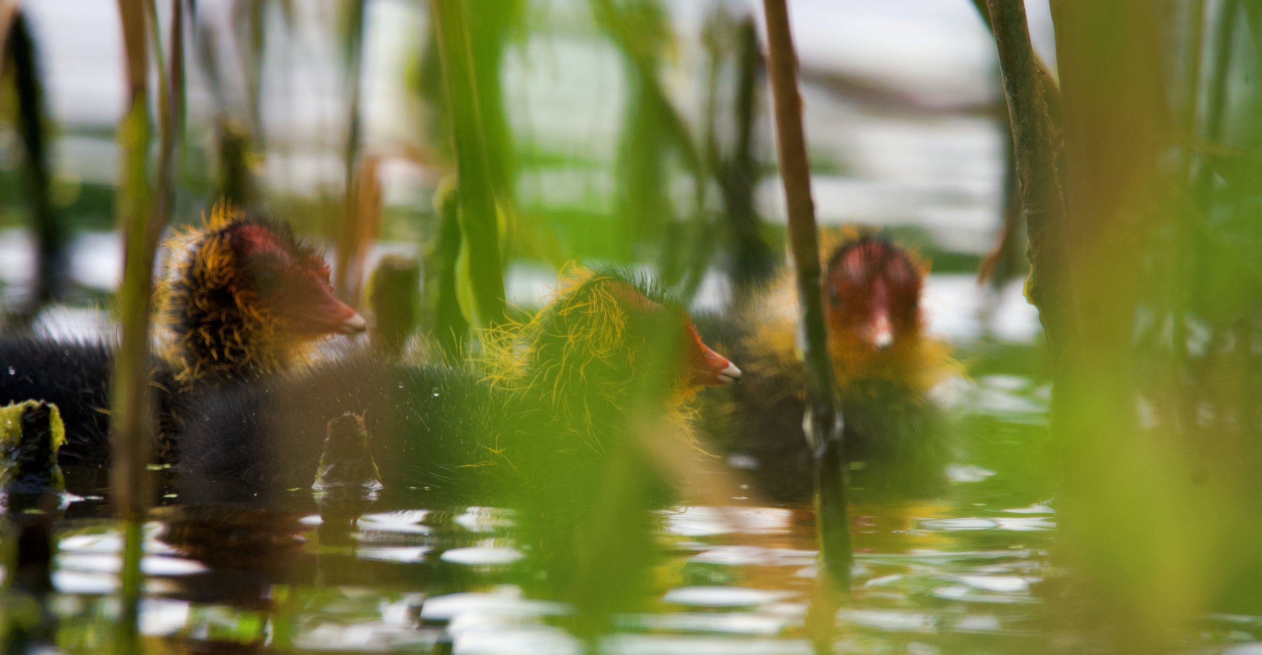 Three baby ducklings swimming among green reeds and water, partially obscured by the plants.