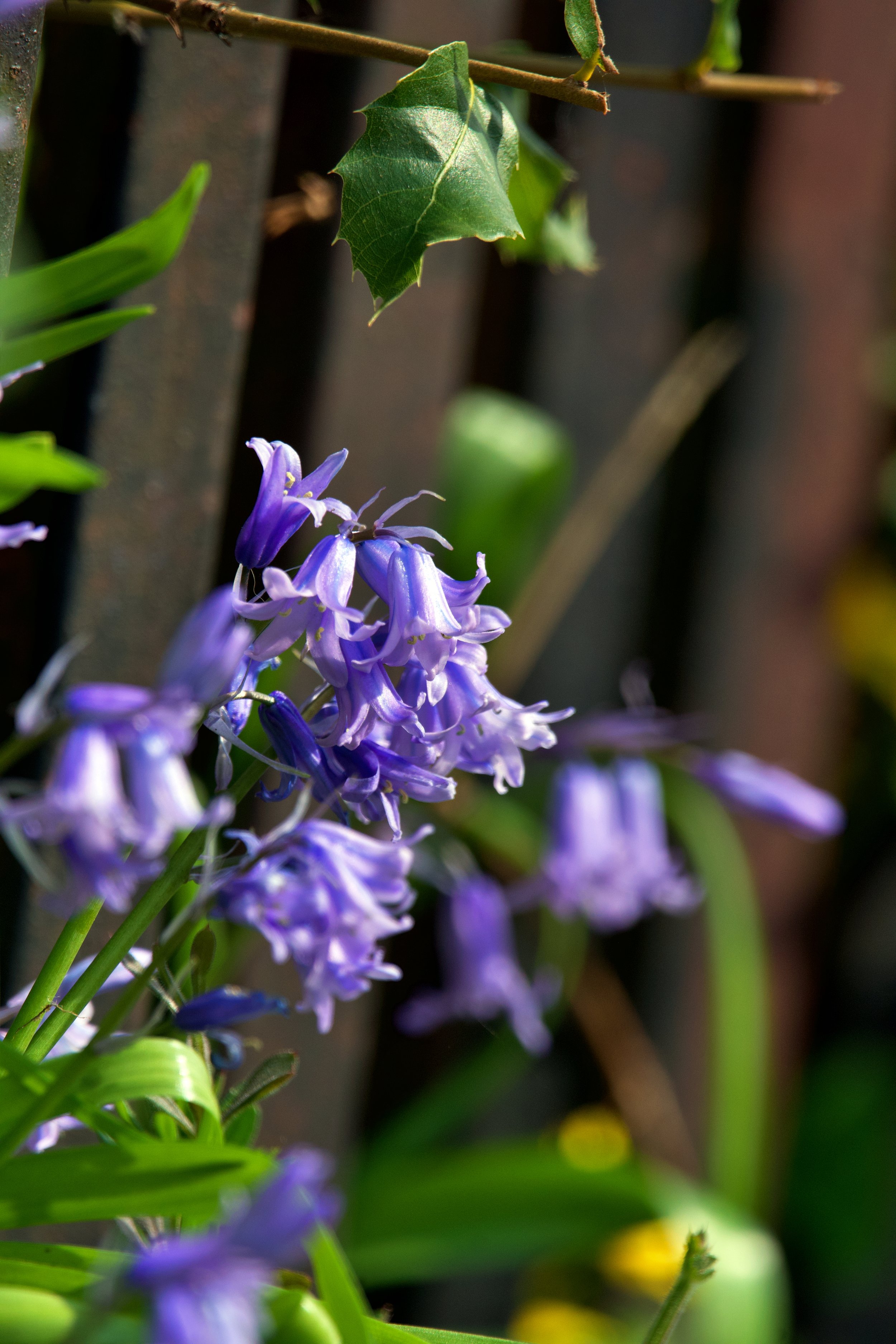 Purple bluebell flowers blooming next to green leaves and a rust-colored wooden fence.