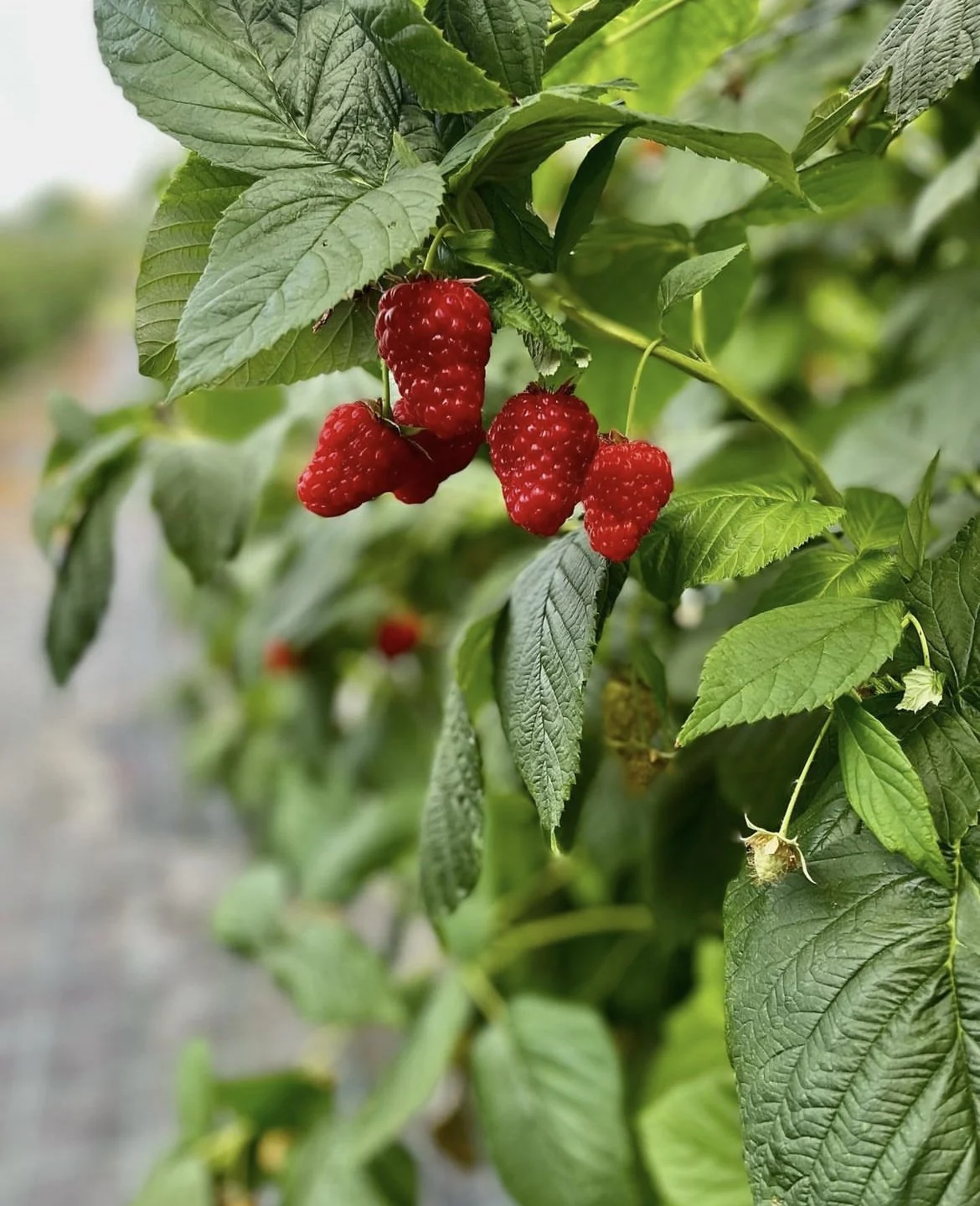 Sibbesson hallon.jpeg