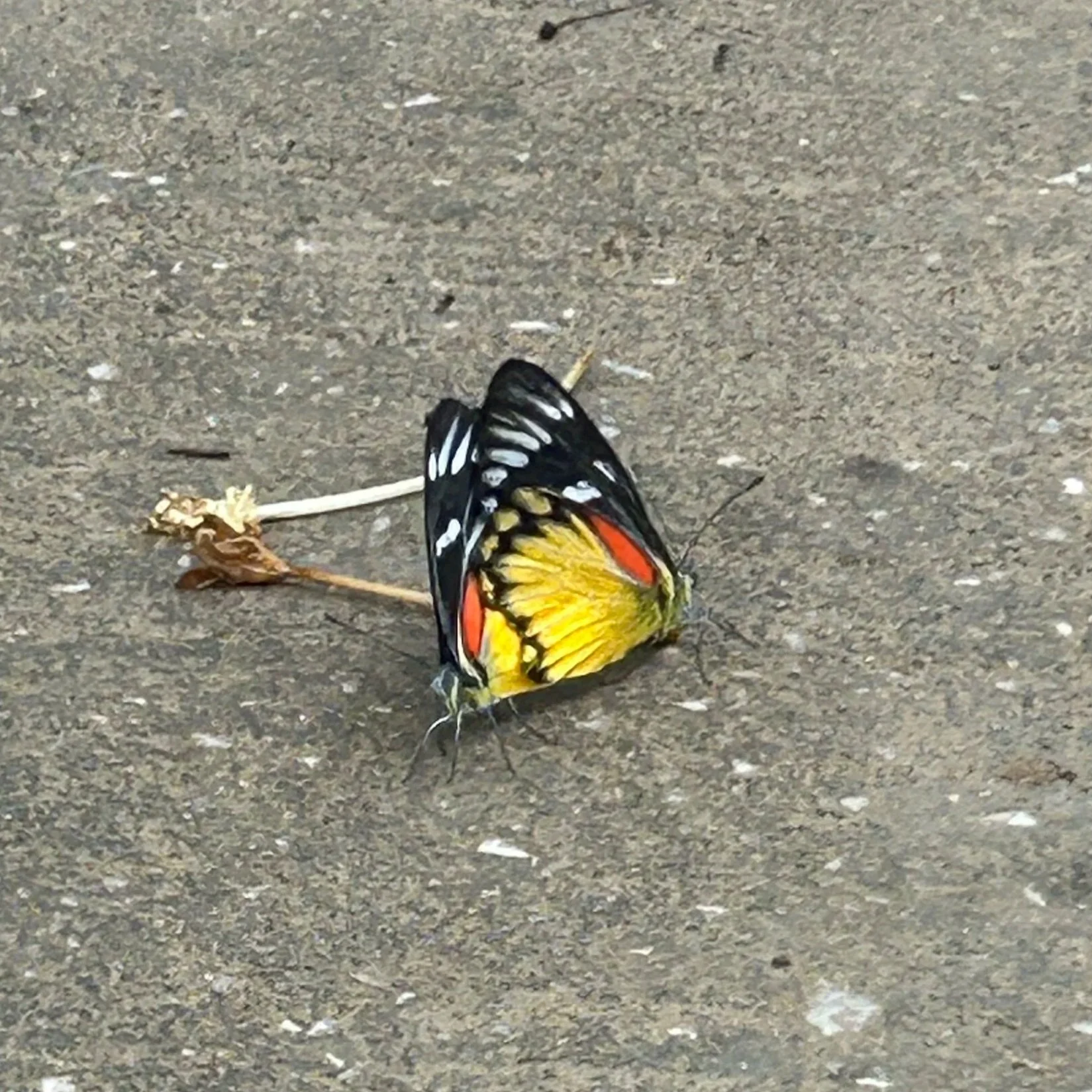 A butterfly with yellow, black, white, and red wings resting on a gray surface.