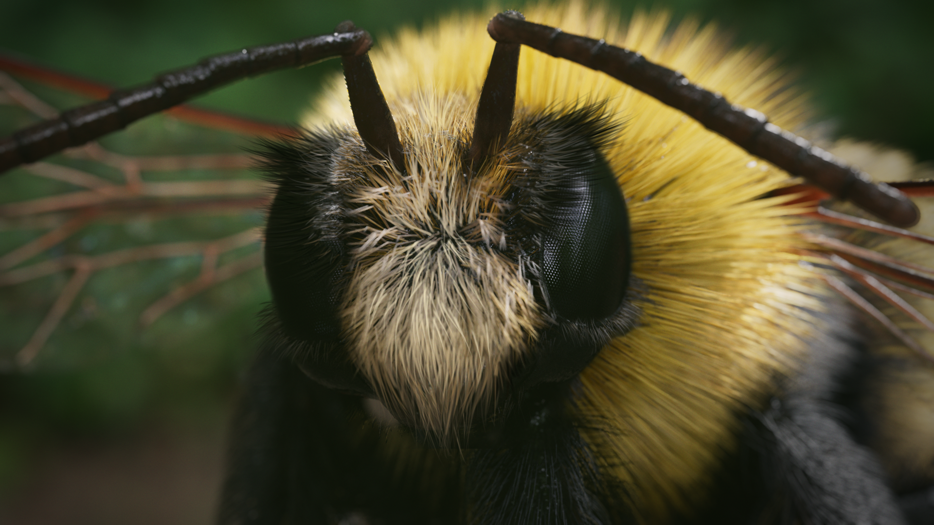 CSC_atBee_skbe_BeeFaces_v003_BEEYONCE_5.png
