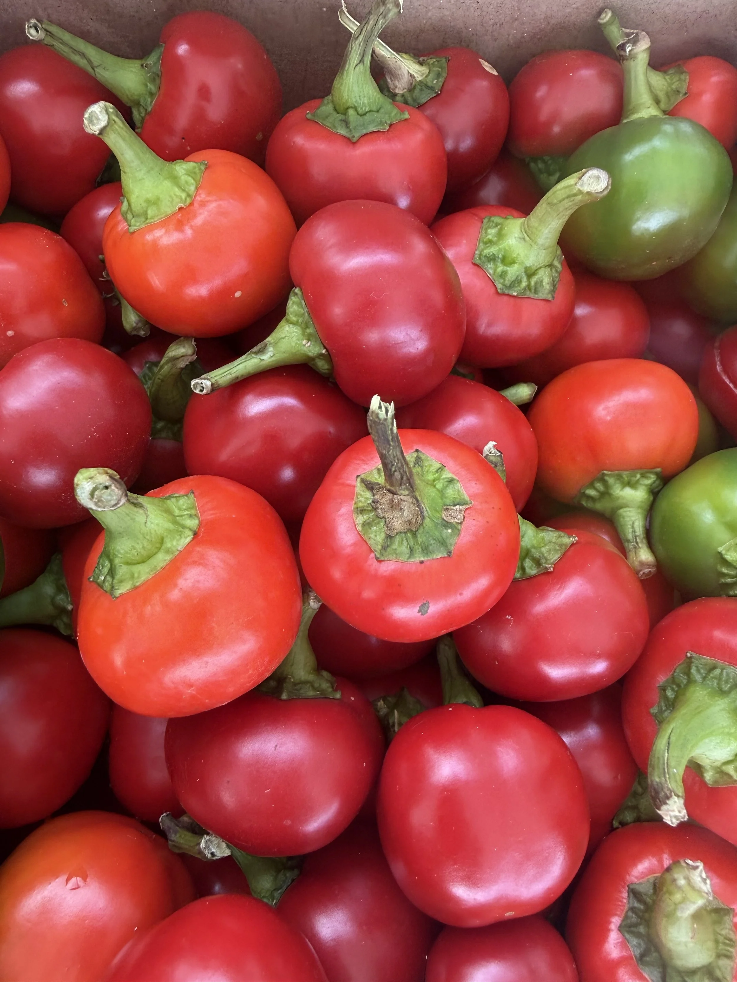 A group of red and green heirloom tomatoes with green stems, piled together in a container. Parsippany Farmers market by Hear Here Events 2026 season