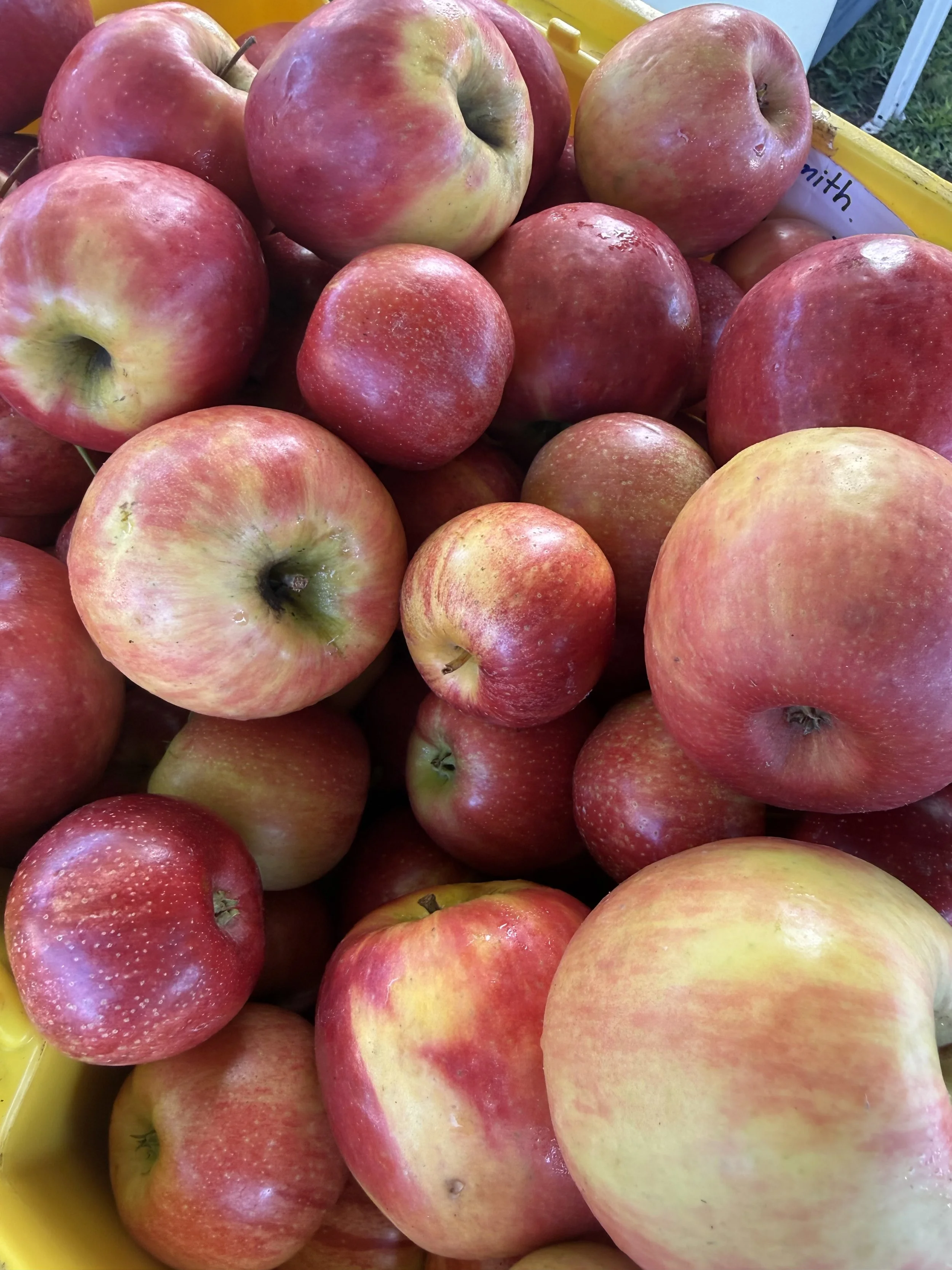 A yellow basket filled with red and pink apples, some with greenish patches. Howell Farmers market by Hear Here Events 2026 season