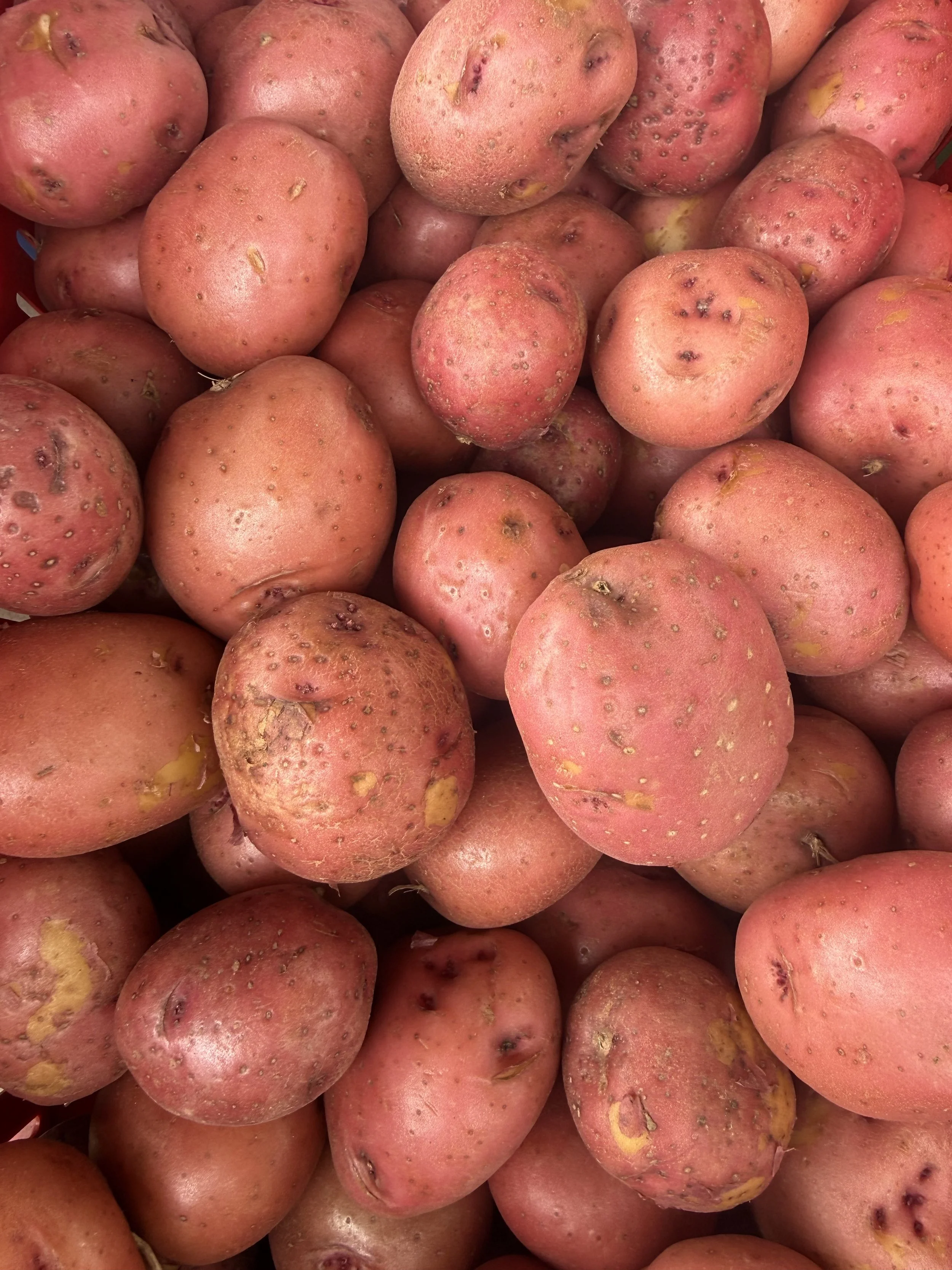 A pile of pink-skinned potatoes with some blemishes and small markings. Allenhurst Farmers market by Hear Here