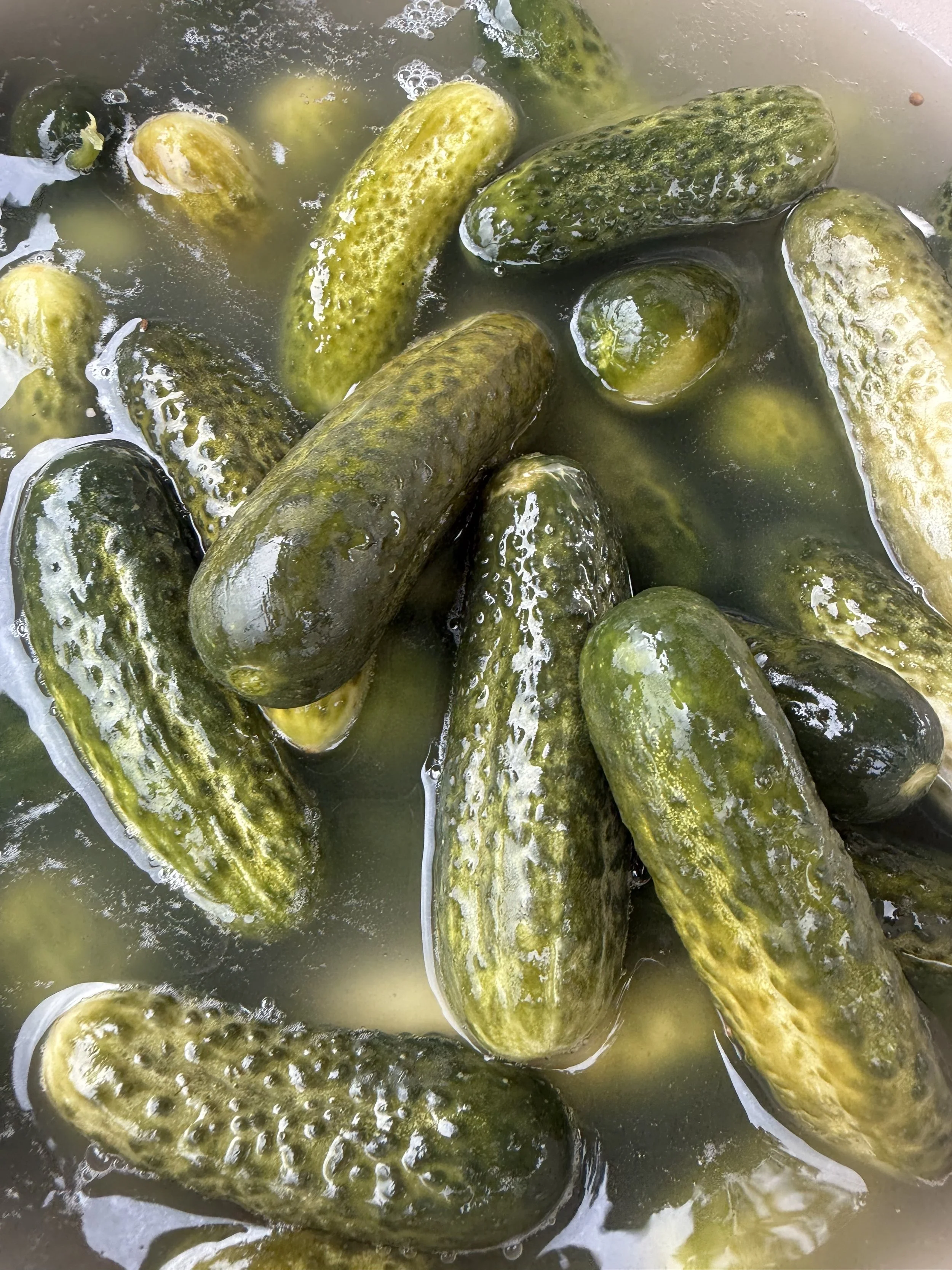 A group of cucumbers submerged in water, with some bubbles and foam on the surface. Howell Farmers market by Hear Here. Pickles