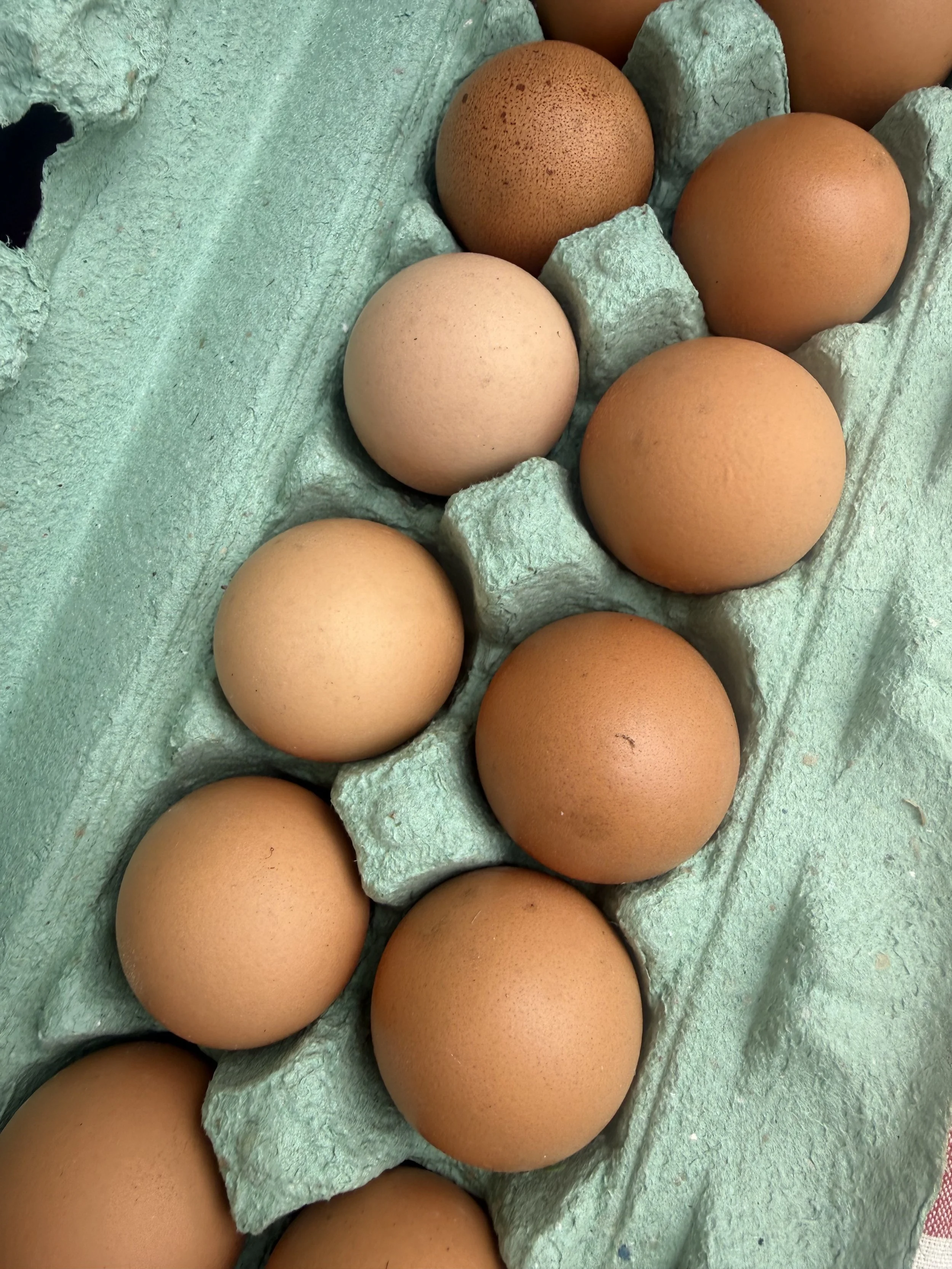 Close-up view of brown and white eggs in a green cardboard egg carton. Howell Farmers market by Hear Here