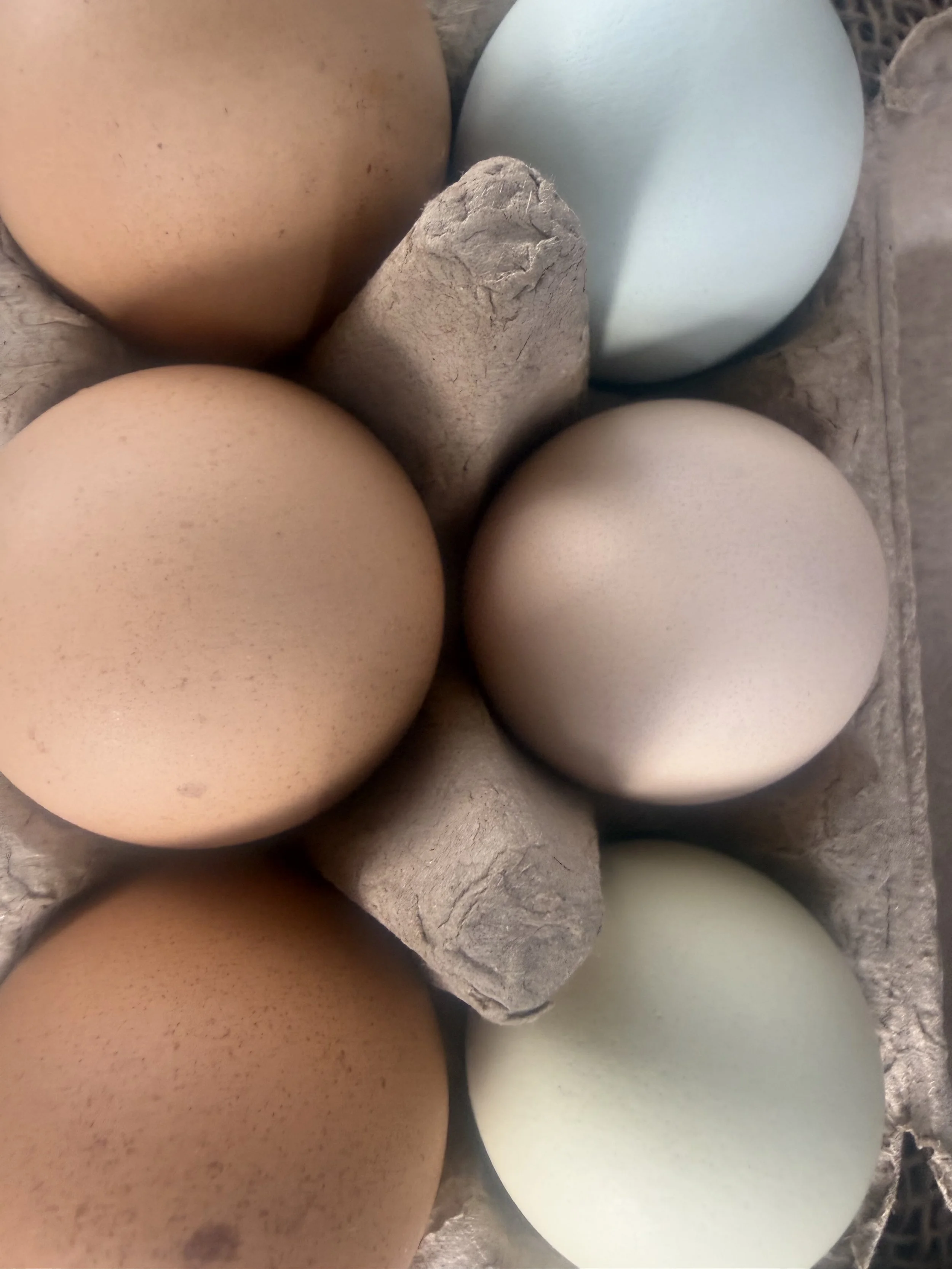 Close-up of various eggs in a cardboard egg carton, showing eggs of different colors including brown, pale green, and off-white. Howell Farmers market by Hear Here Events 2026 season
