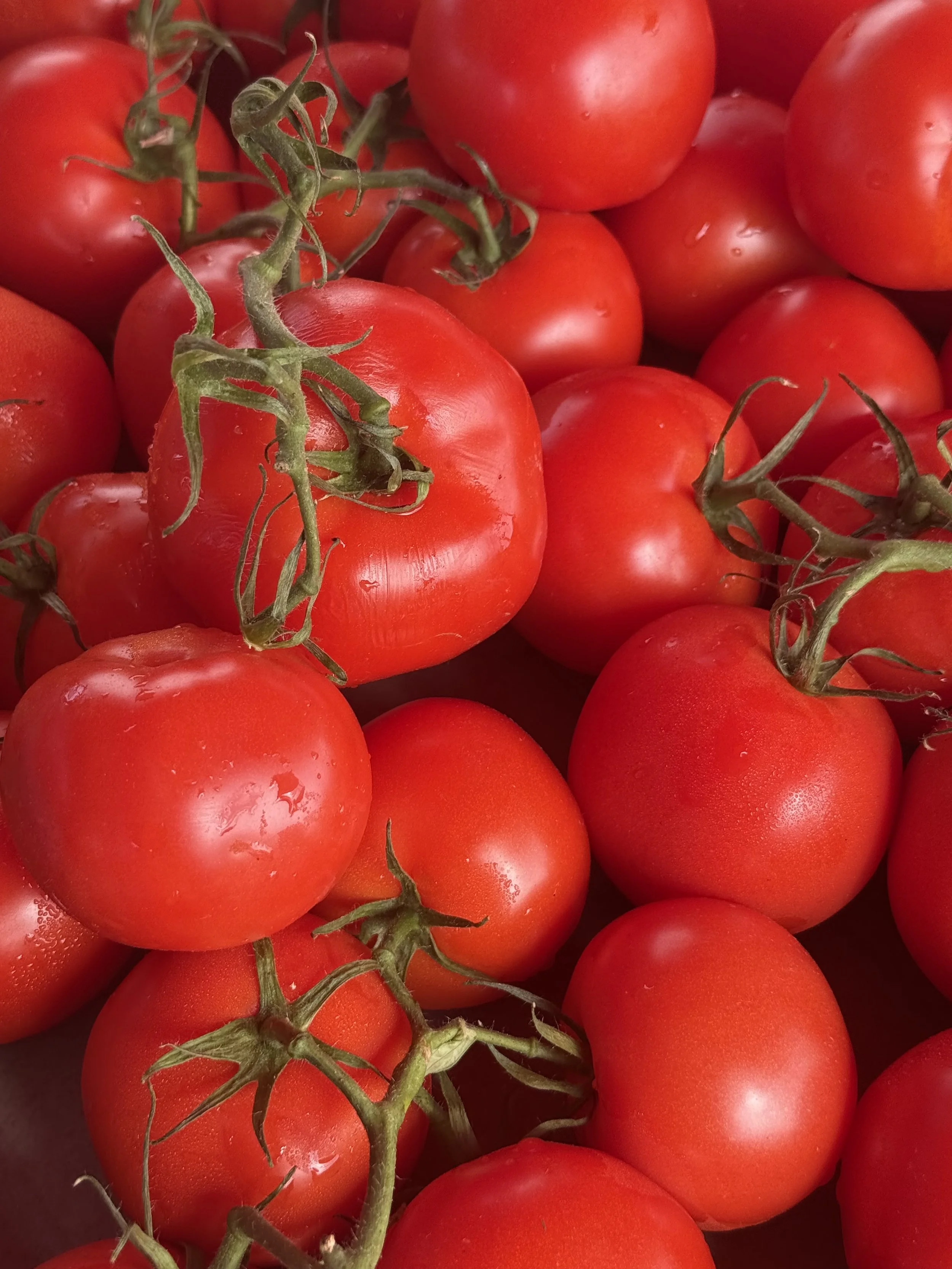 A close-up view of ripe, fresh red tomatoes on the vine. Howell Farmers market by Hear Here