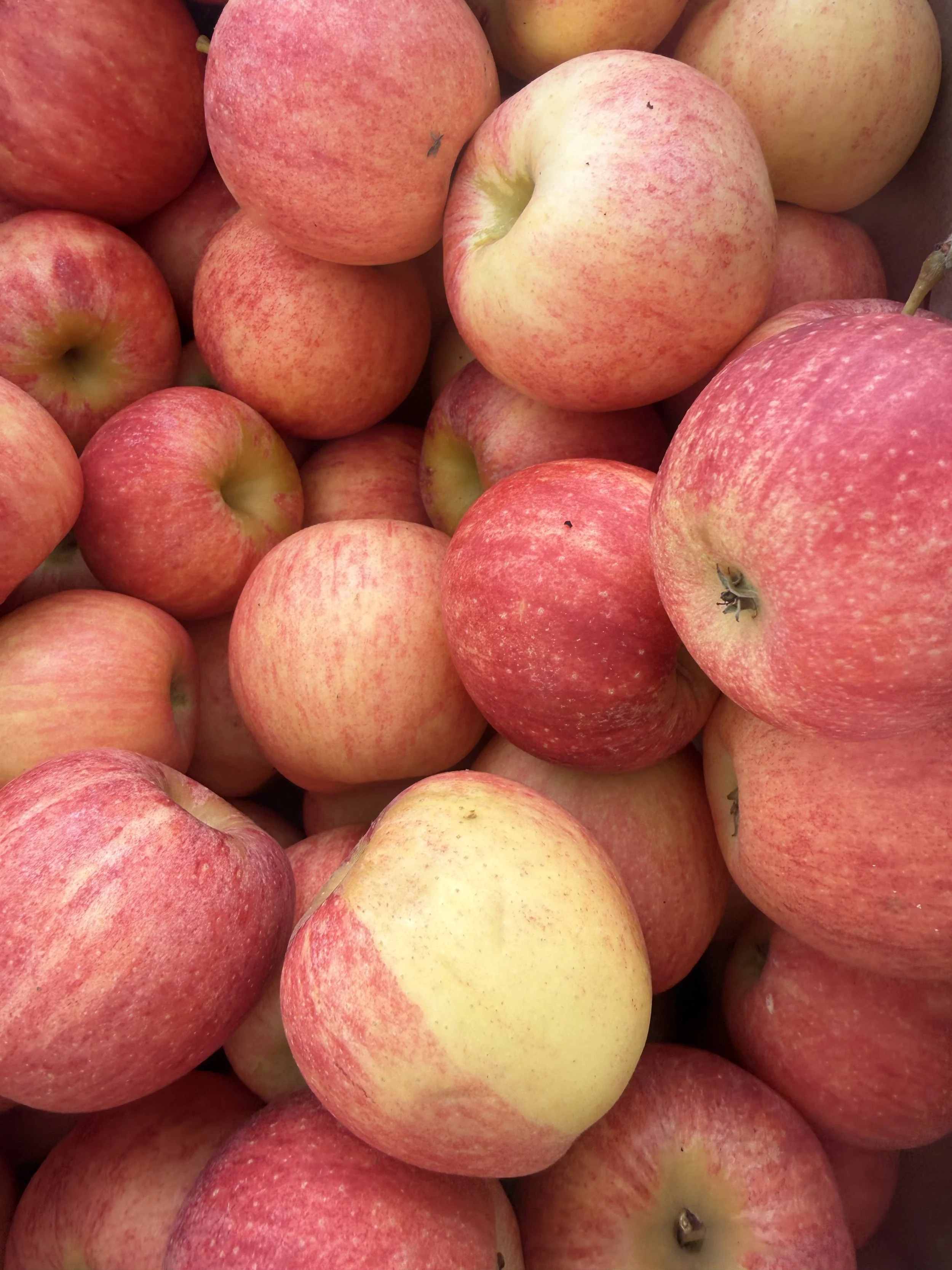 A pile of fresh apples with red and yellow skin. Parsippany Farmers market by Hear Here Events 2026 season