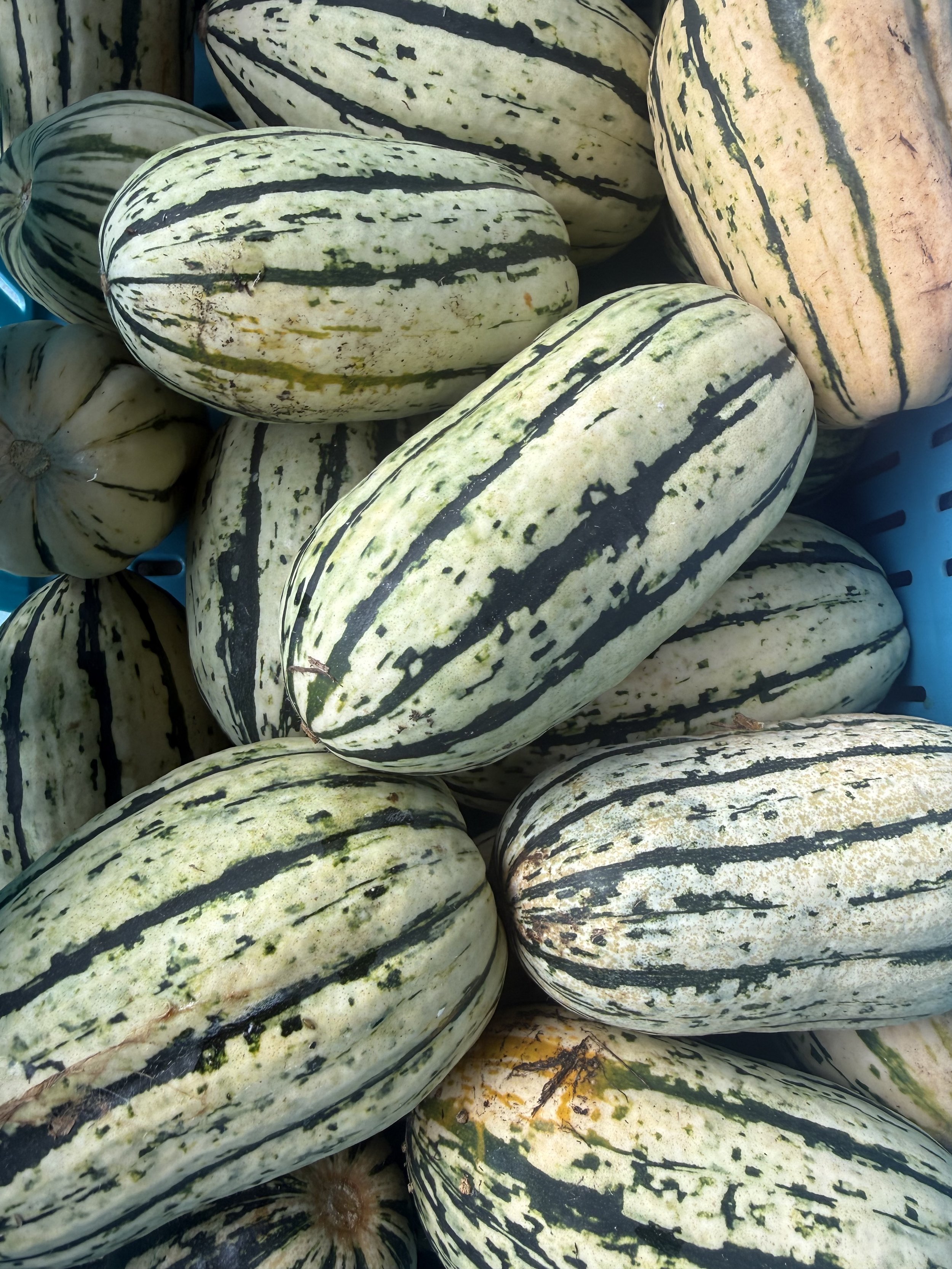 Close-up of striped winter squash with green, black, and cream-colored markings. Howell Farmers market by Hear Here