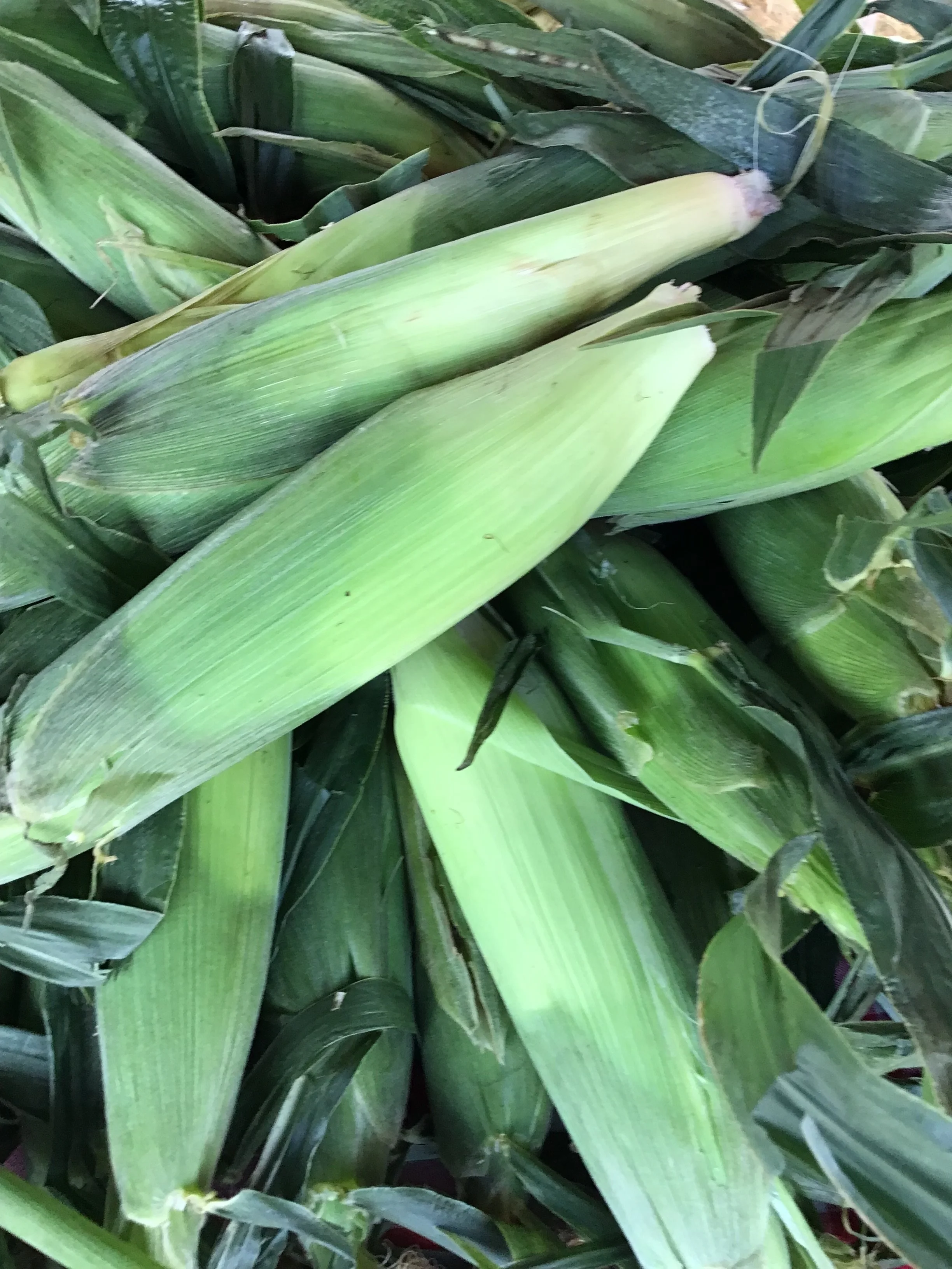 Close-up of green corn on the cob with husks still attached. Howell Farmers market by Hear Here Events 2026 season