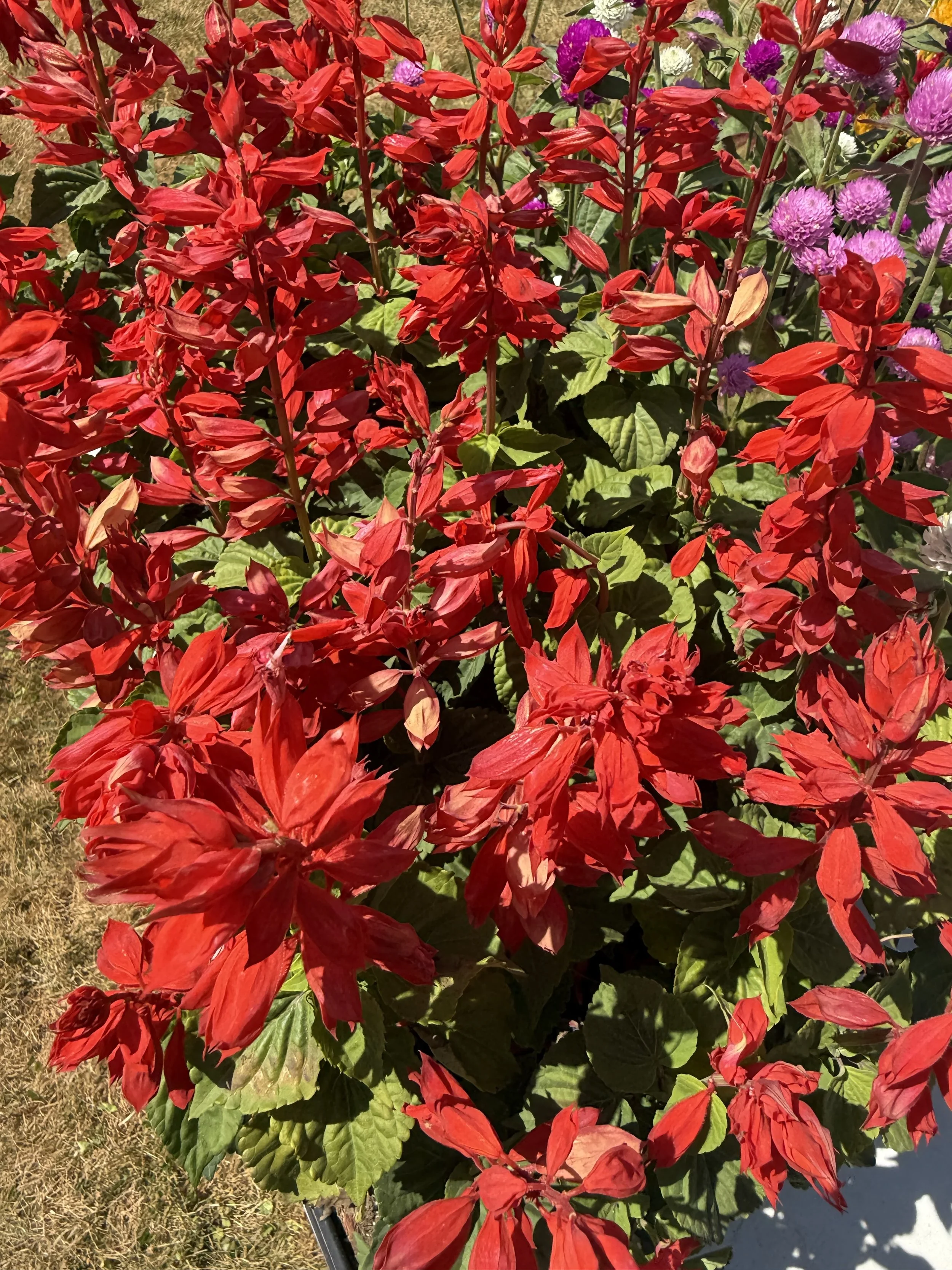 A colorful array of red, purple, and pink flowers with green leaves, arranged in a garden bed. Parsippany Farmers market b y Hear Here Events 2026 season