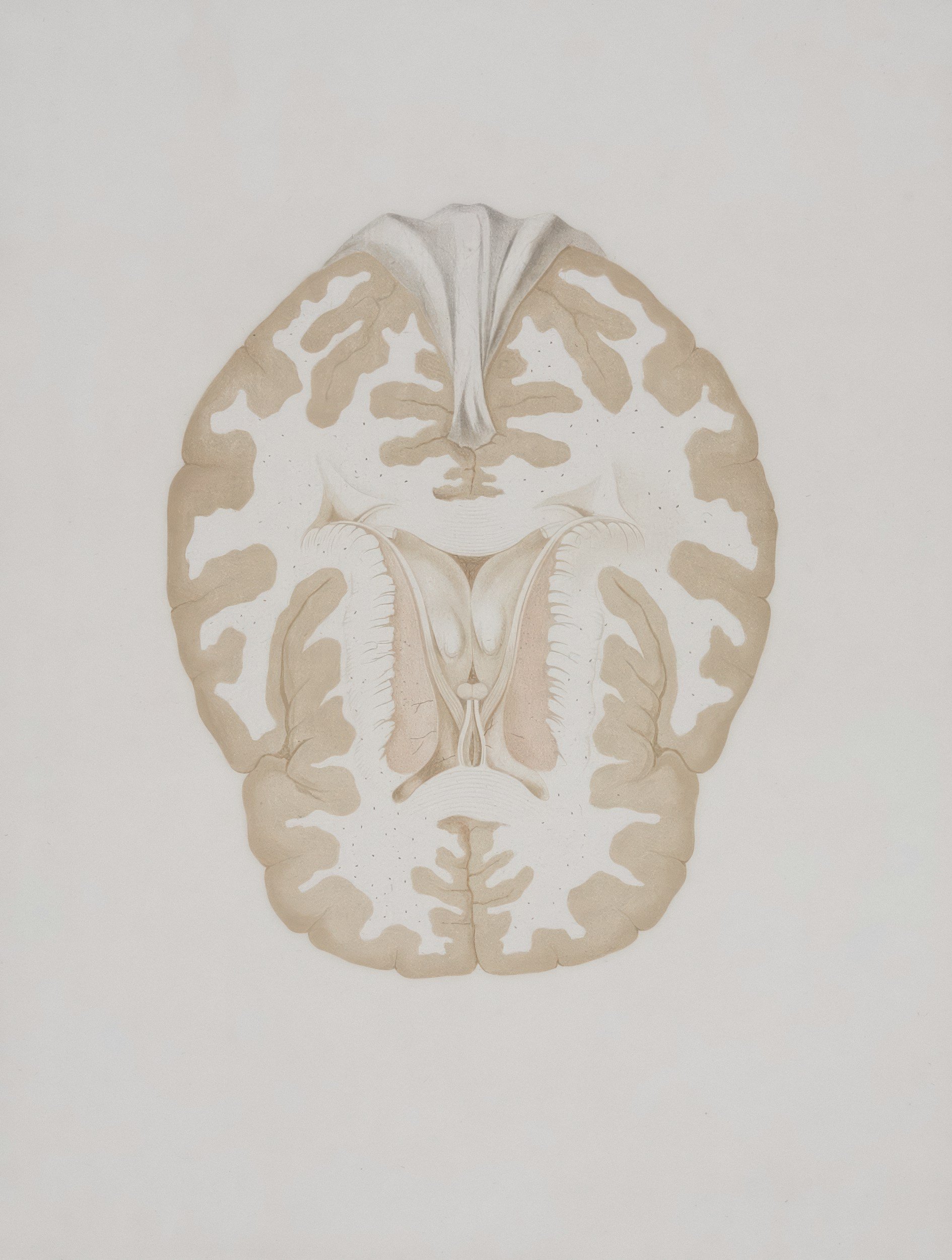 Illustration of a human brain cross-section from a top view, showing internal structures in beige and white tones.