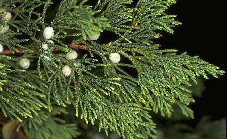 juniper-berry-highland.jpg