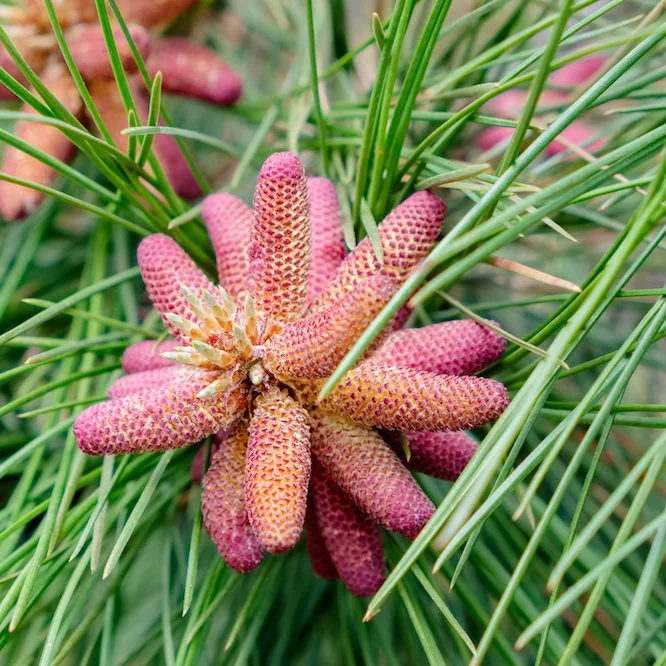 AdobeStock_157161449-red-pine-resinosa-052019-cropped.jpg