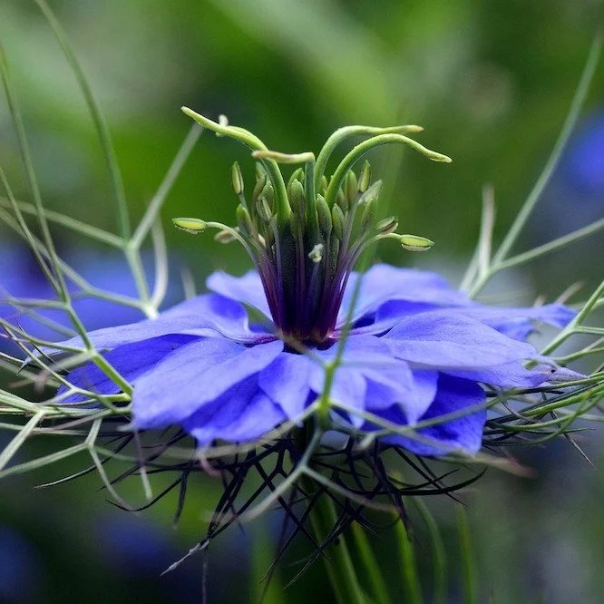 Black-Cumin-virgin-in-the-green-2410366_1920-Pixabay-donation-022419-cropped.jpg