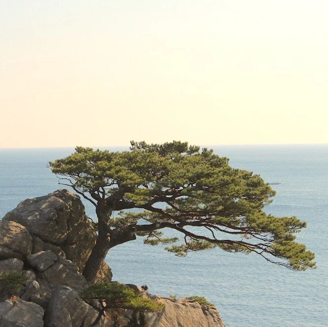 rock-336235_1280-ocean-pine-pixabay-052019-cropped.jpg