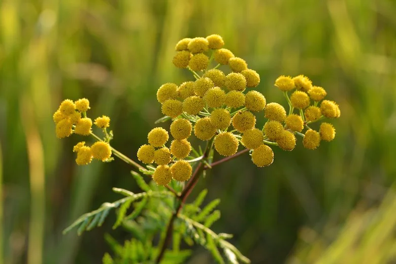 Tansy (Common)