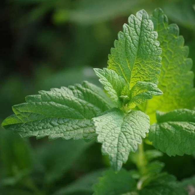 Melissa (Lemon Balm)