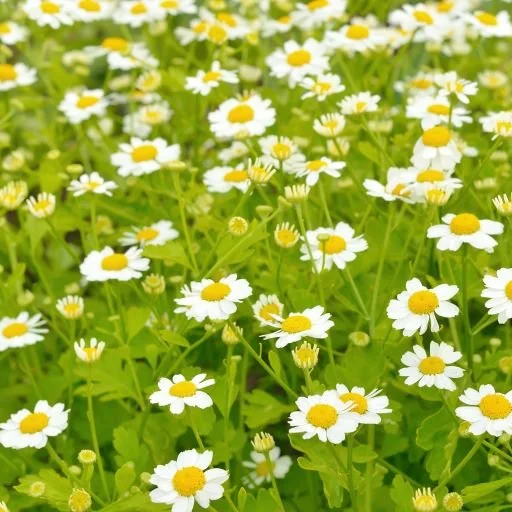 Feverfew