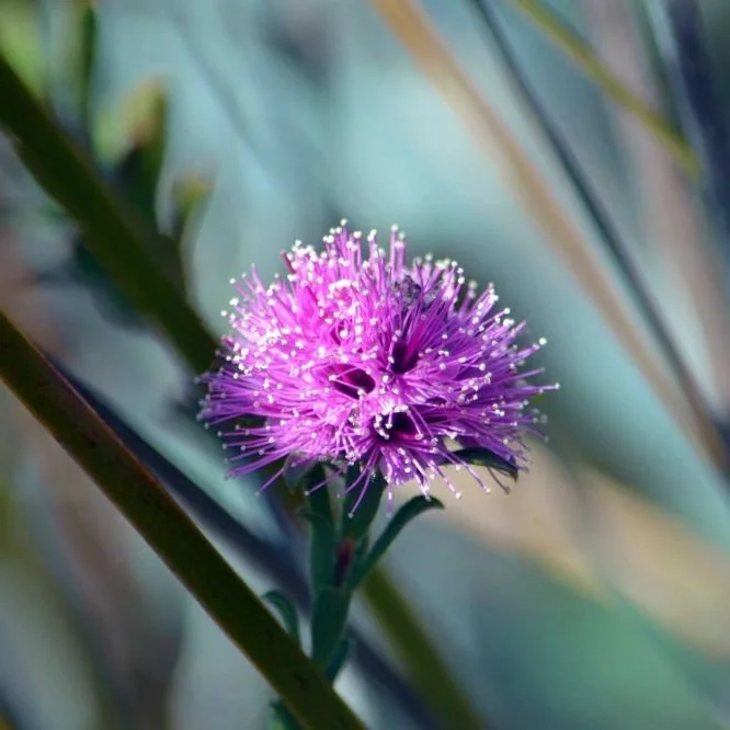 Myrtle (Honey)