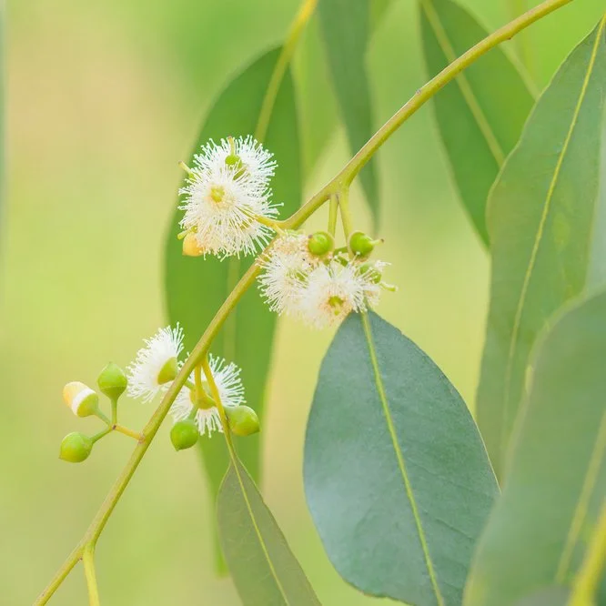 Eucalyptus (Blue Gum)