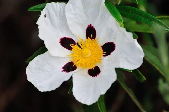 cistus1.jpg